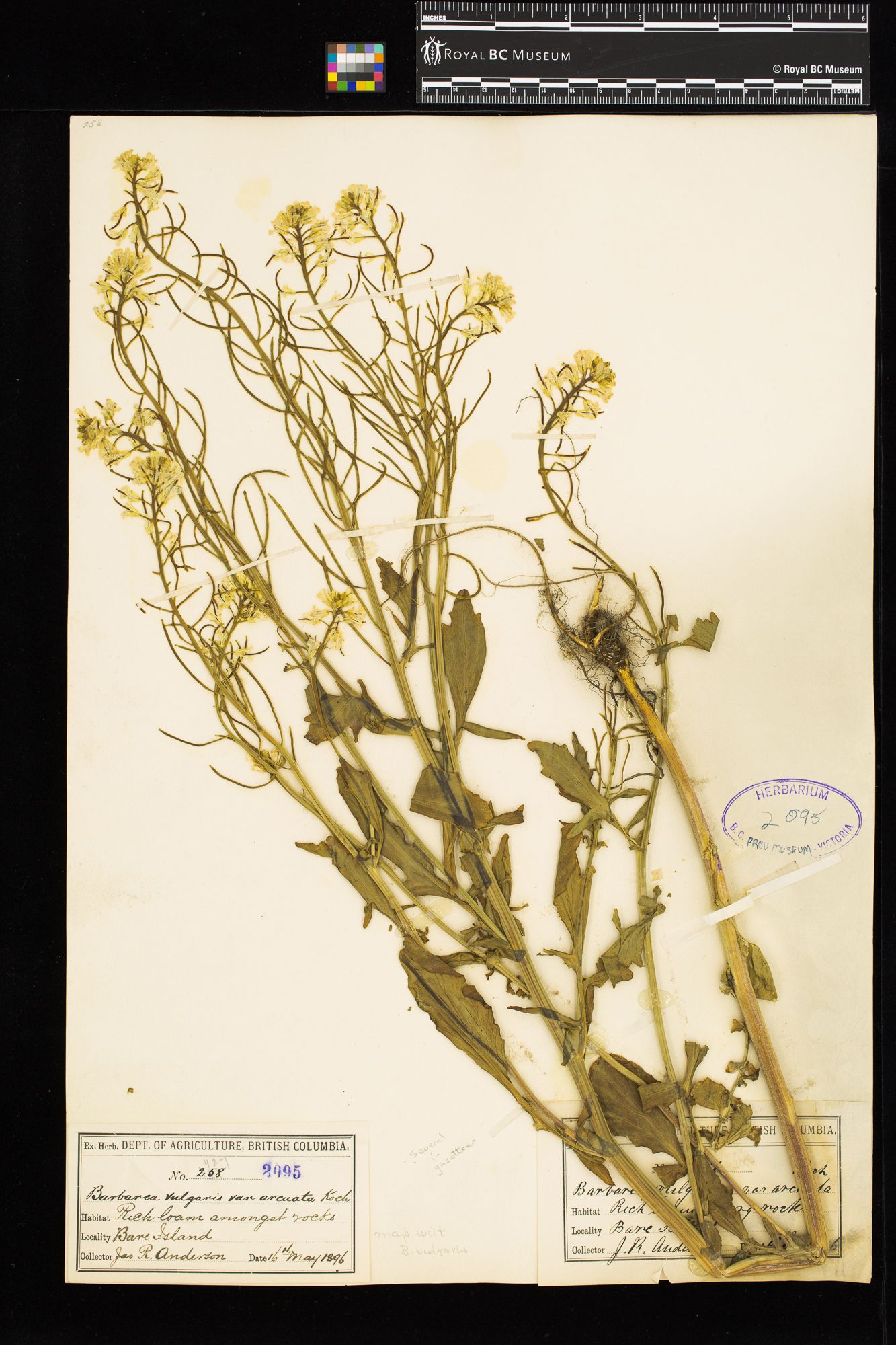 Image representing Barbarea vulgaris.