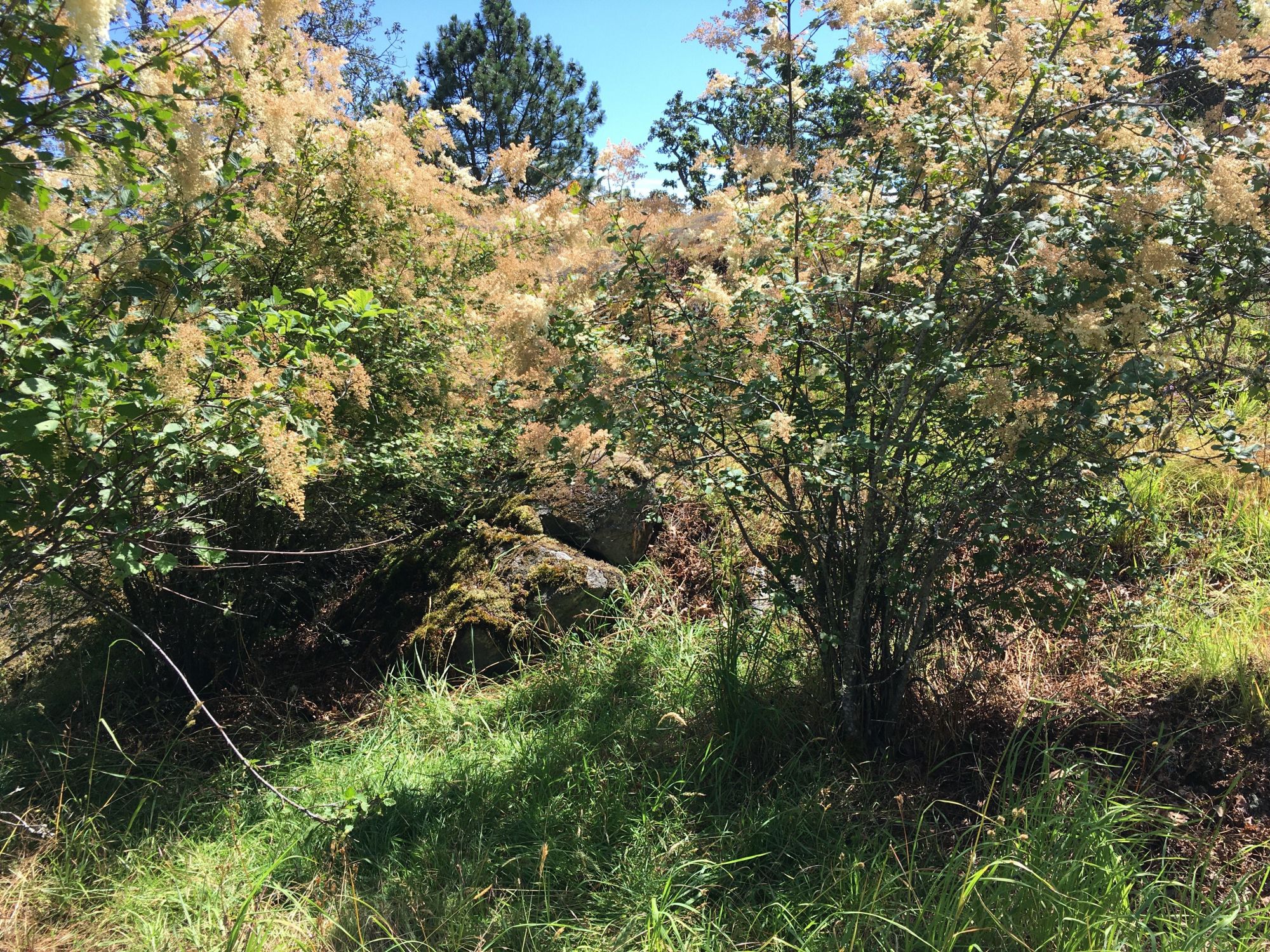 Image representing Podarcis muralis maculiventris.