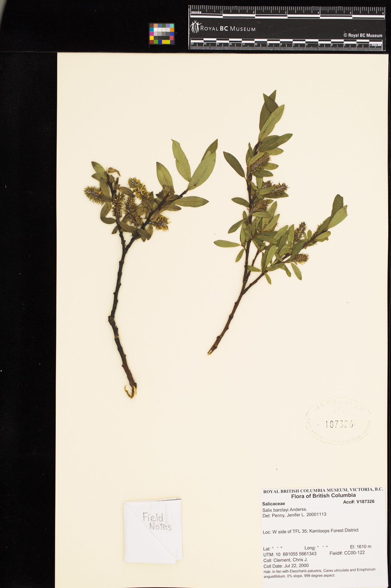Image representing Salix barclayi.