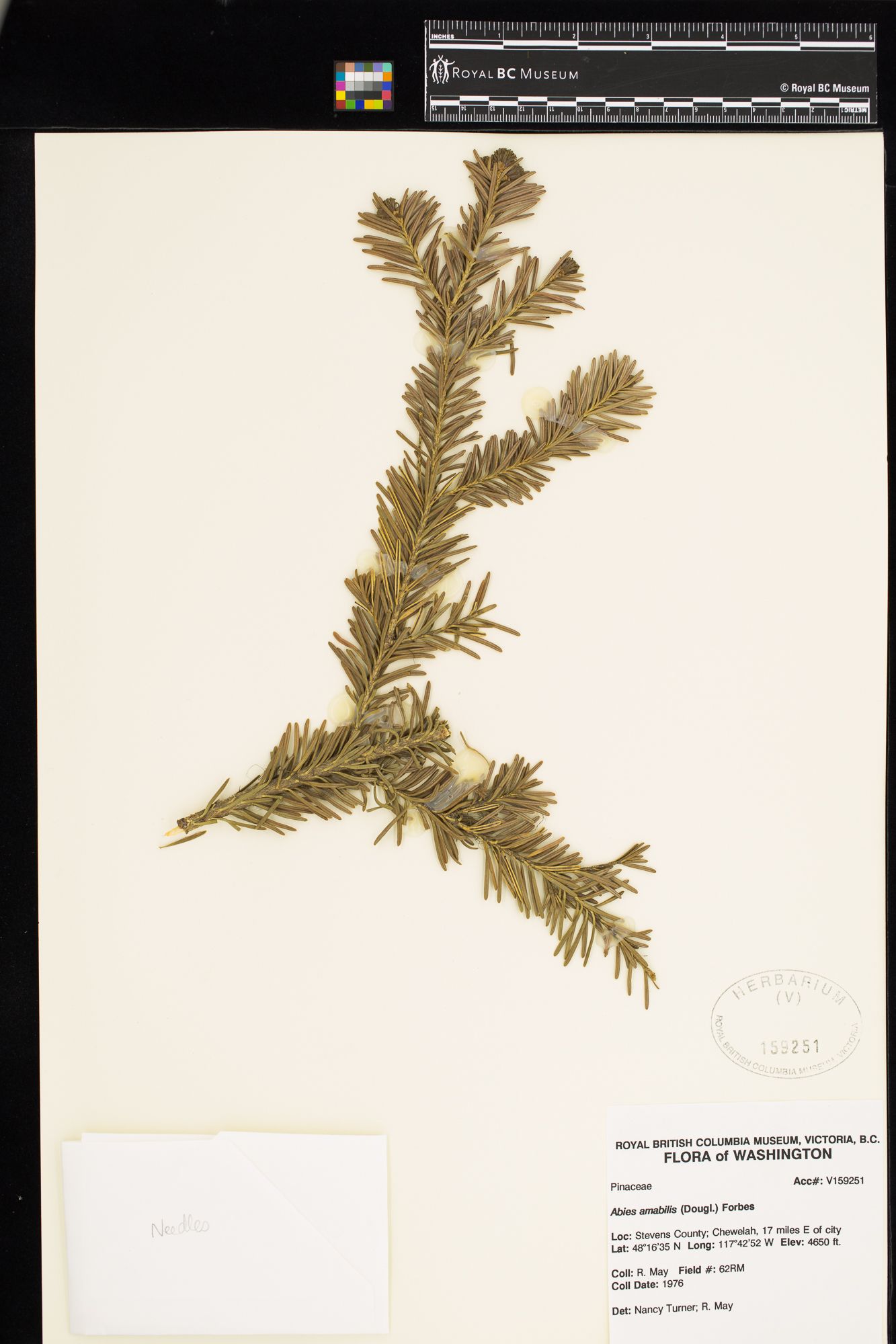 Image representing Abies amabilis.