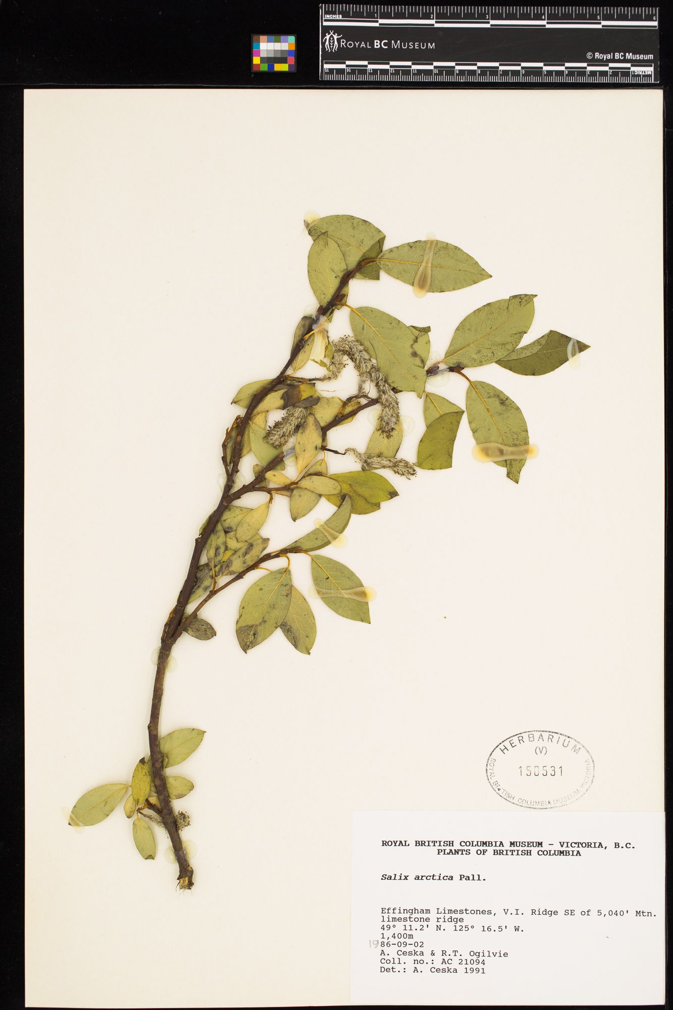 Image representing Salix arctica.