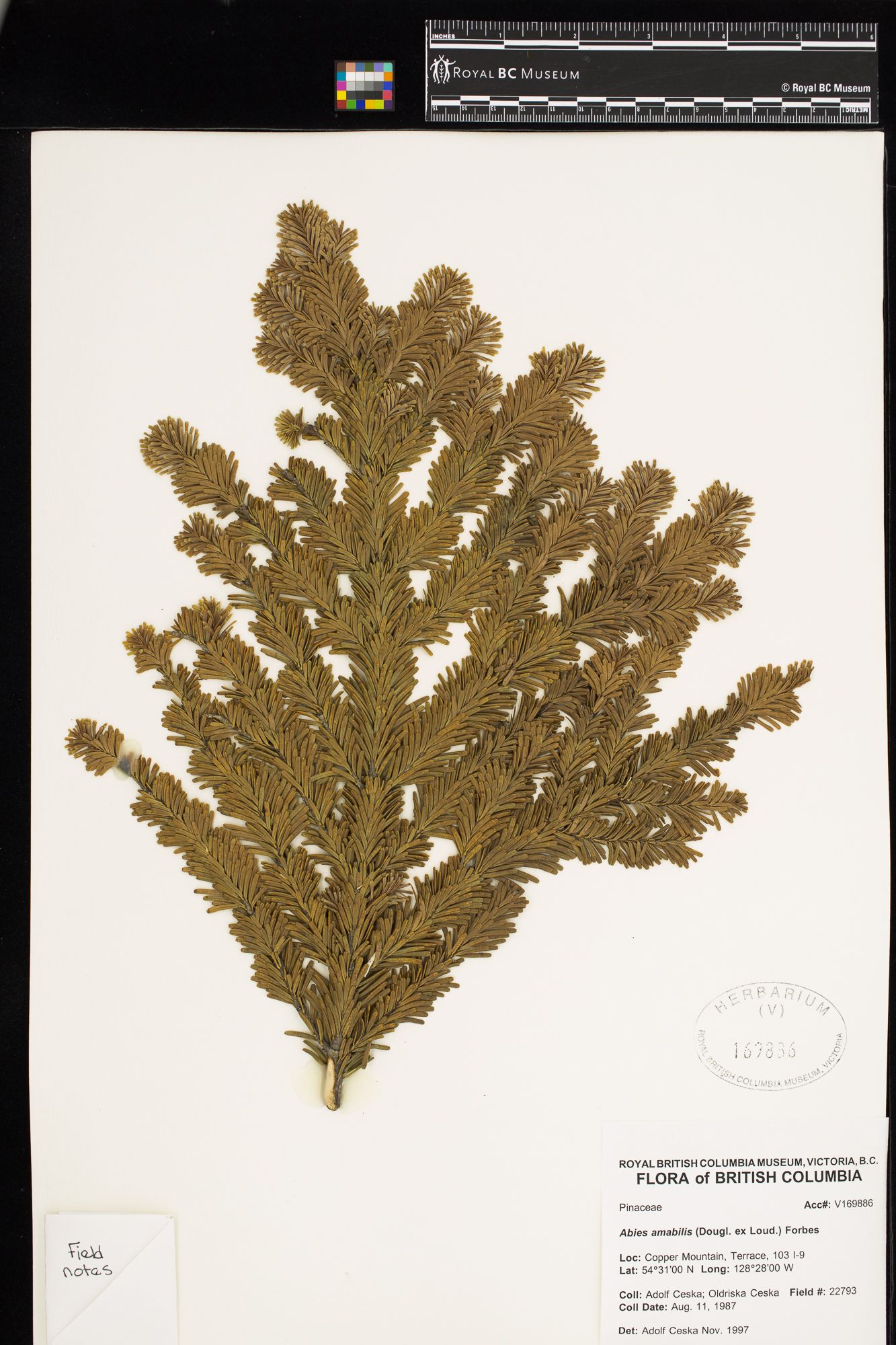 Image representing Abies amabilis.