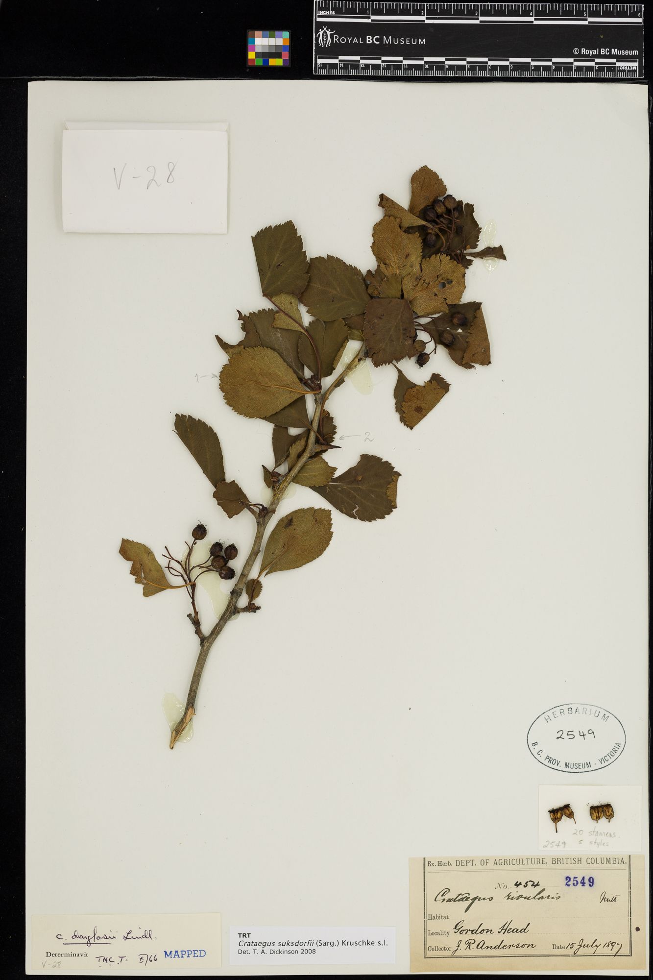 Image representing Crataegus suksdorfii.