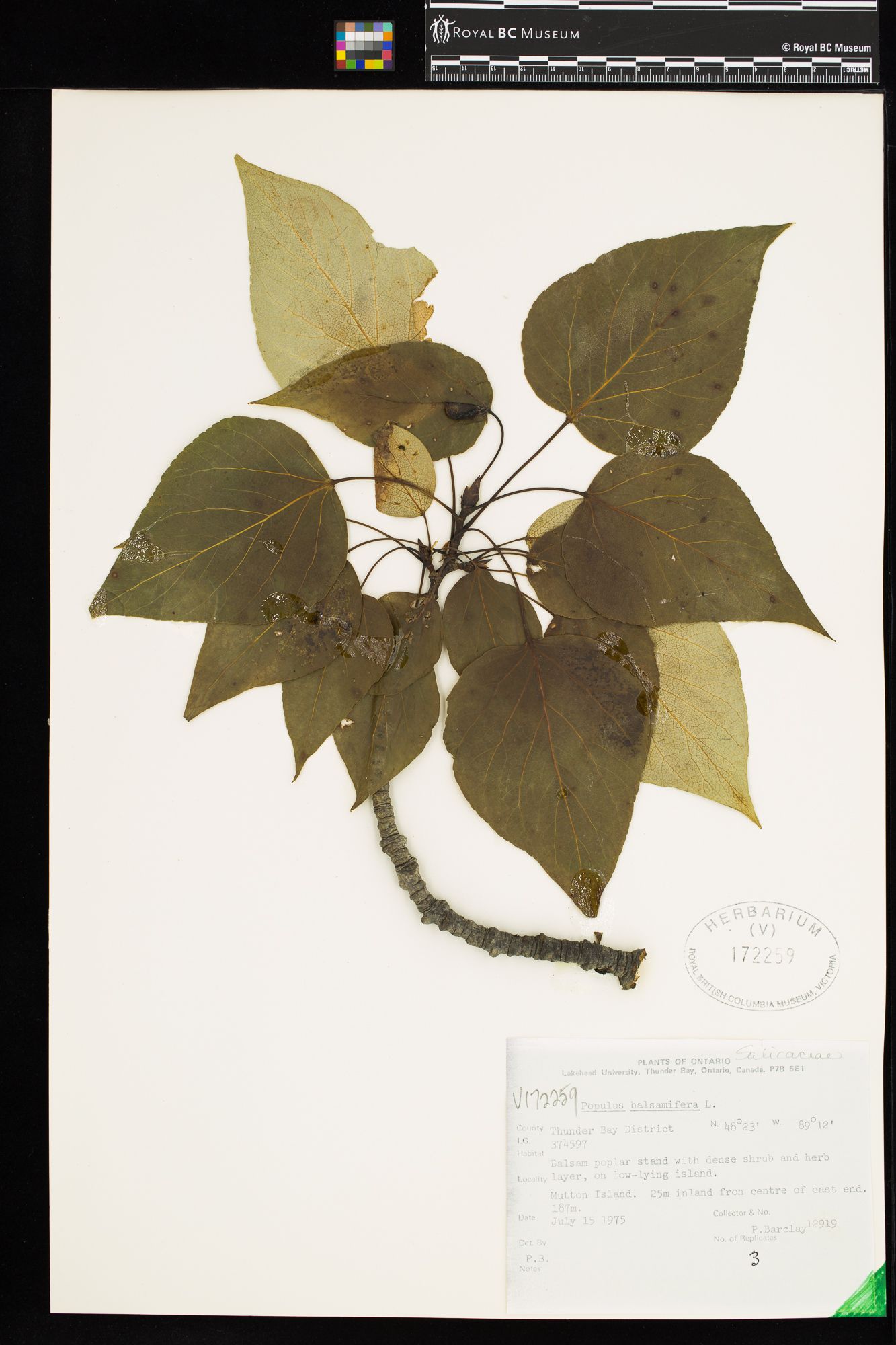 Image representing Populus balsamifera.