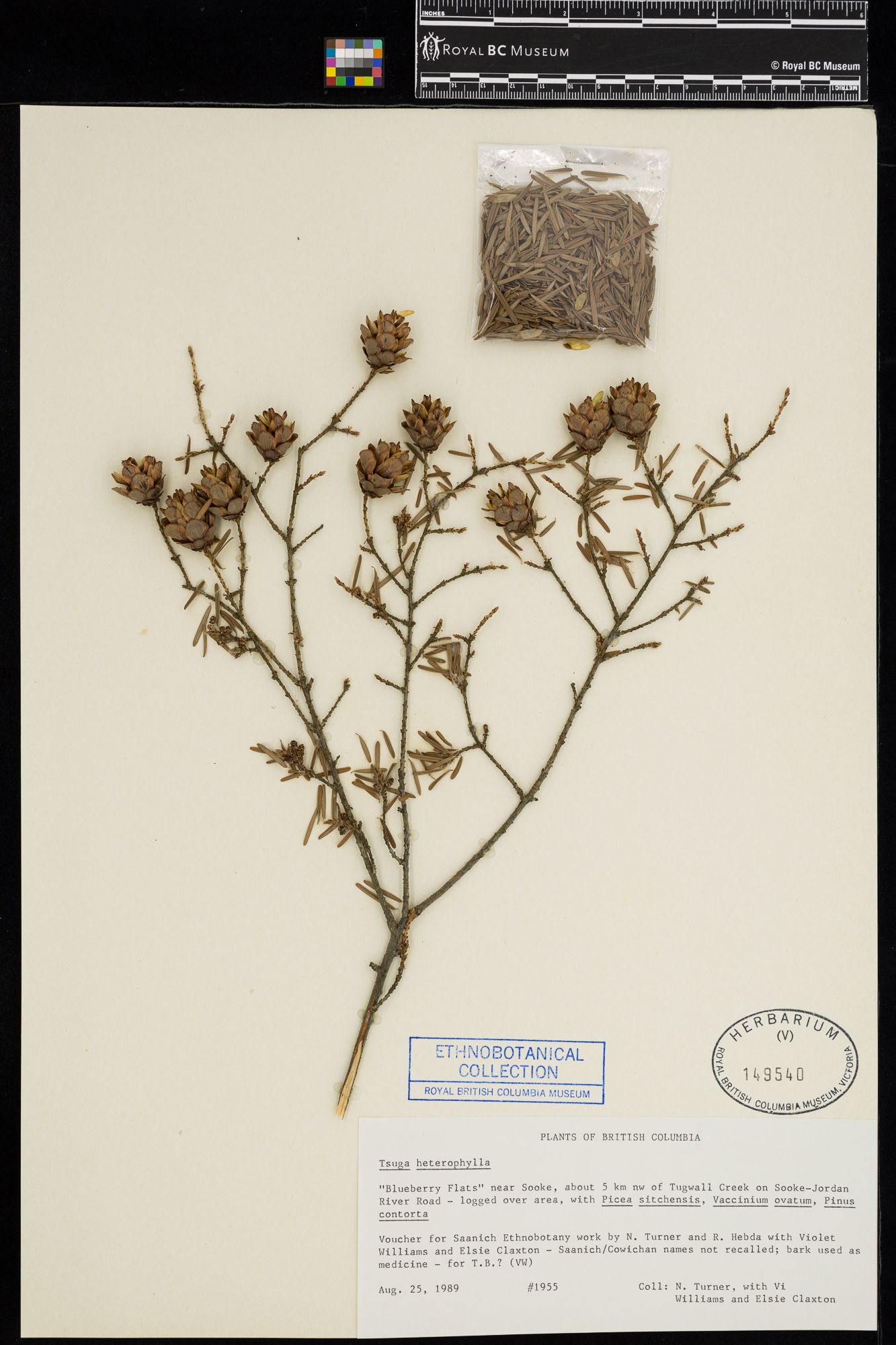 Image representing Tsuga heterophylla.