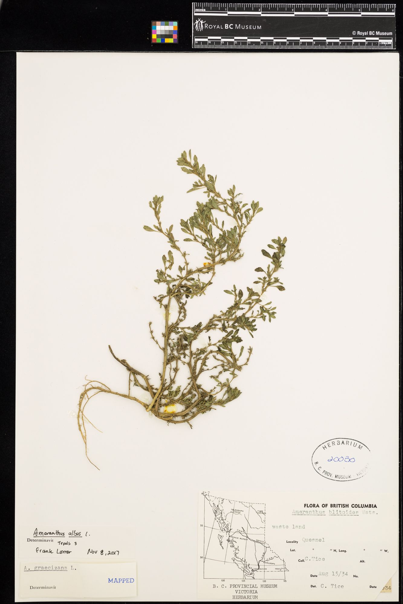 Image representing Amaranthus graecizans.