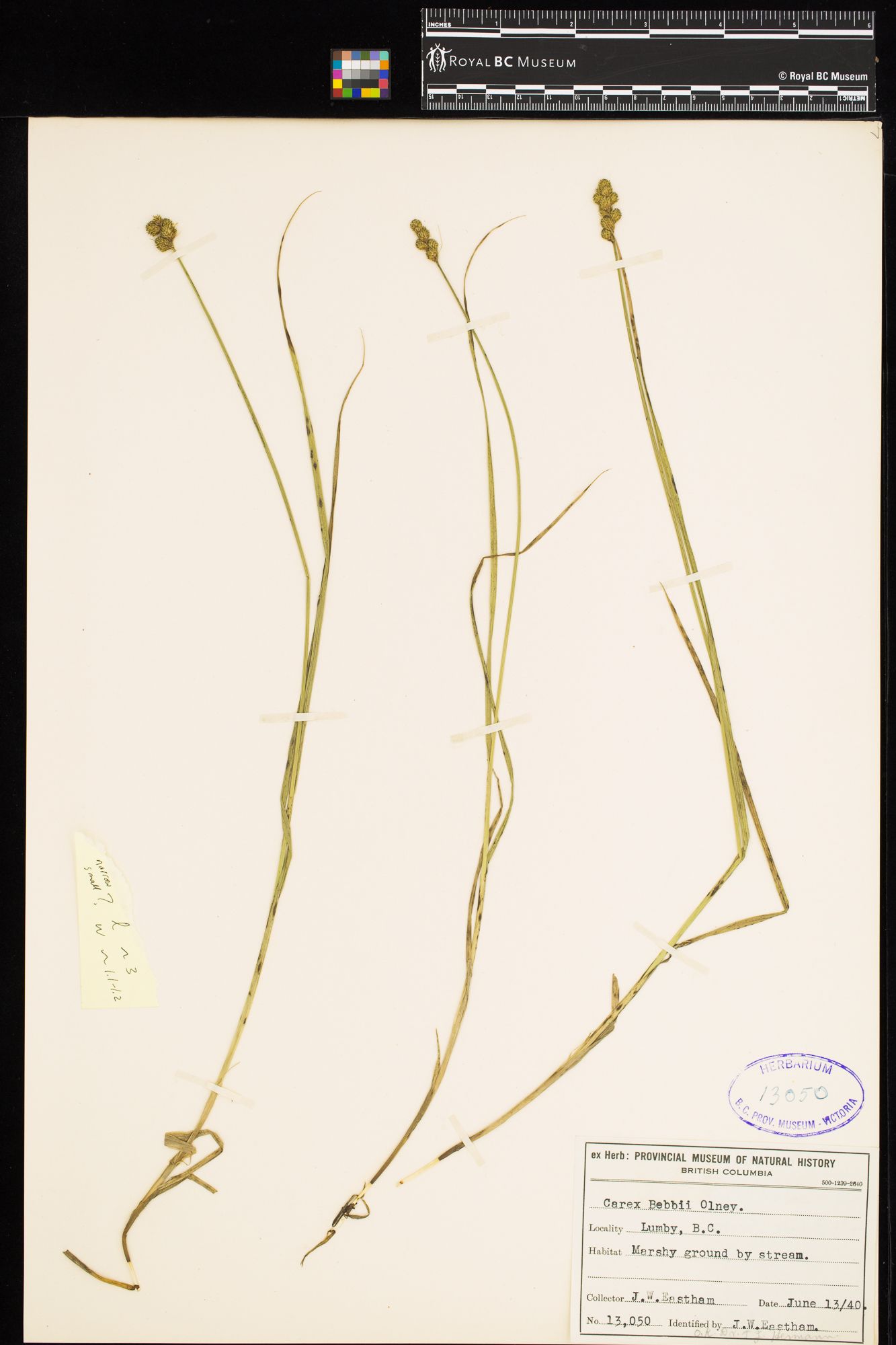 Image representing Carex bebbii.