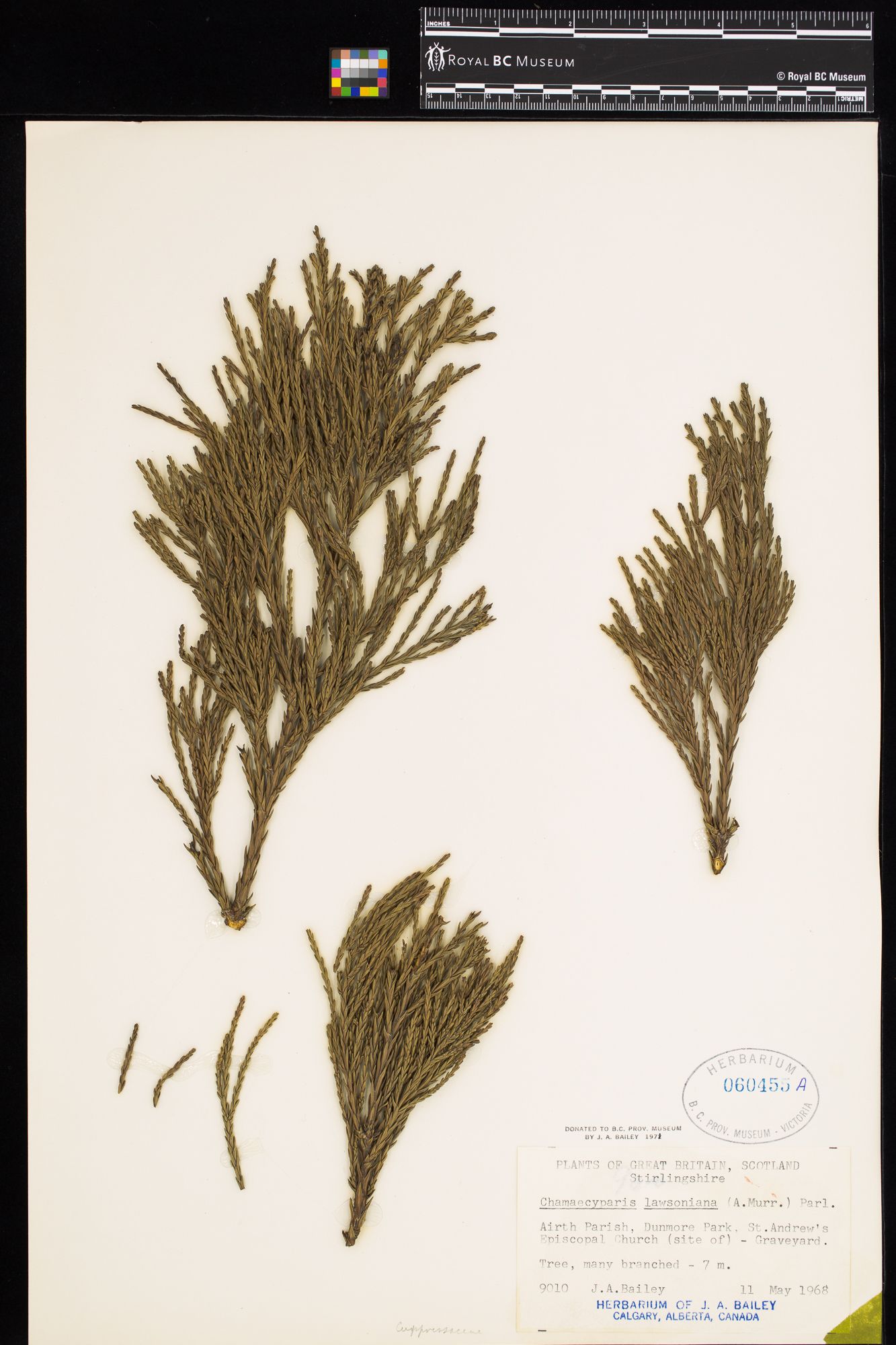 Image representing Chamaecyparis lawsoniana.