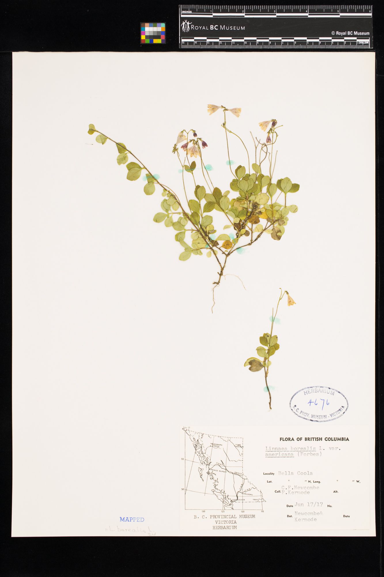 Image representing Linnaea borealis ssp. longiflora.