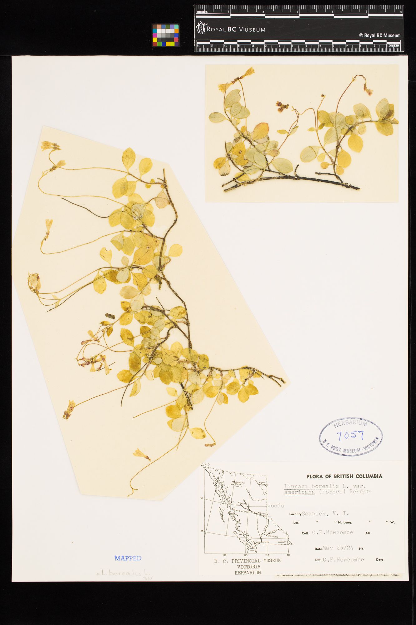 Image representing Linnaea borealis ssp. longiflora.