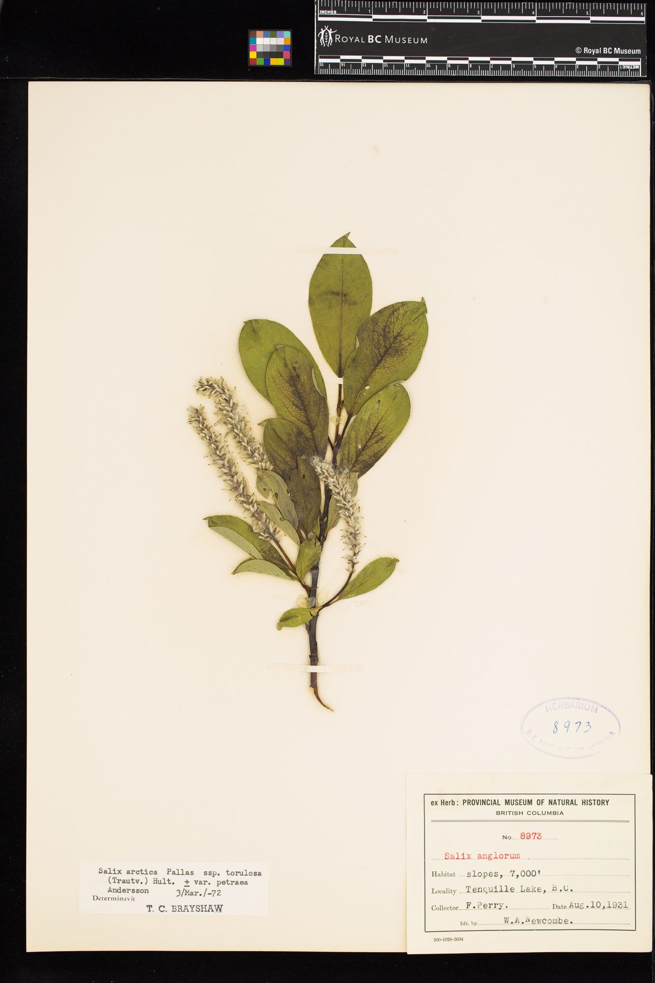 Image representing Salix arctica ssp. torulosa.