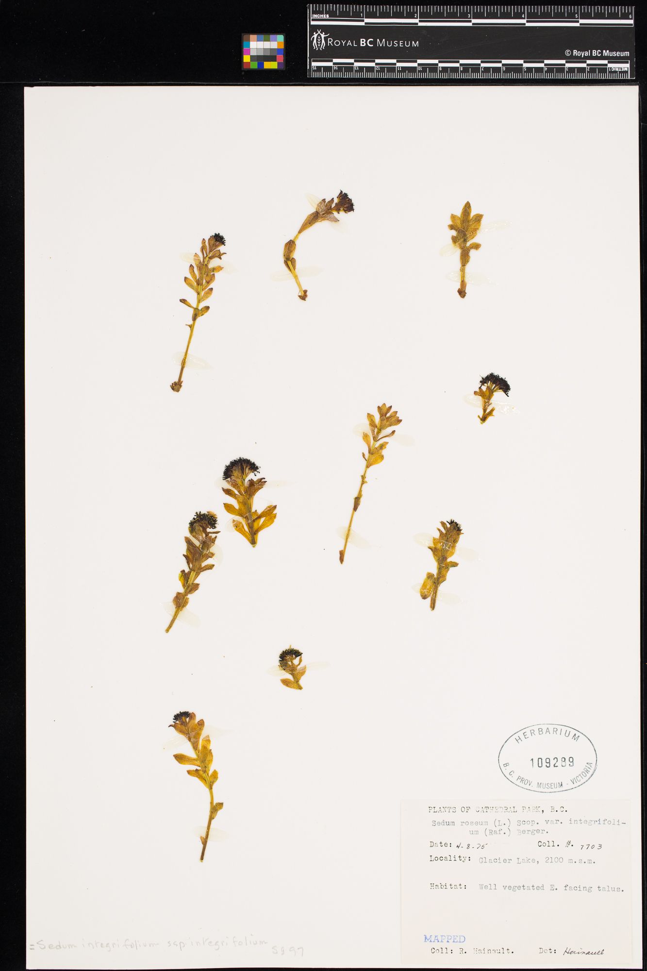 Image representing Sedum integrifolium ssp. integrifolium.