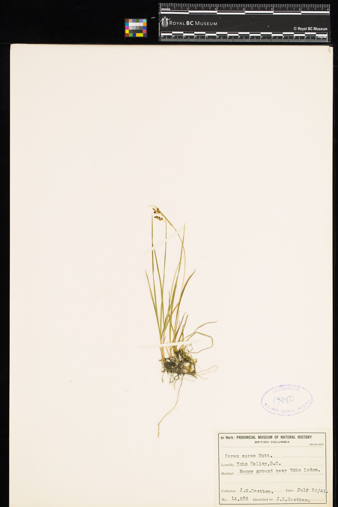 Image representing Carex aurea.