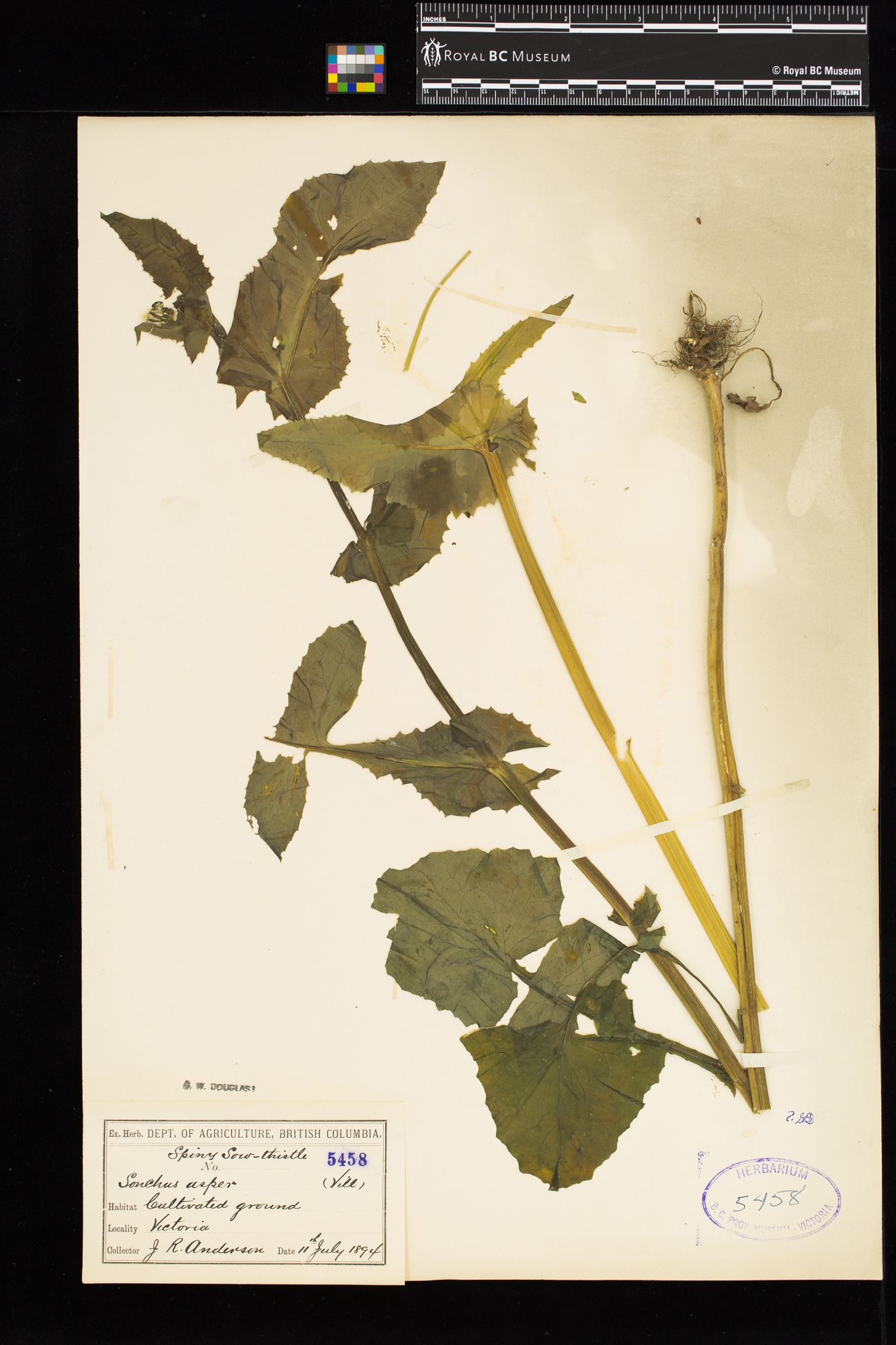 Image representing Sonchus asper.