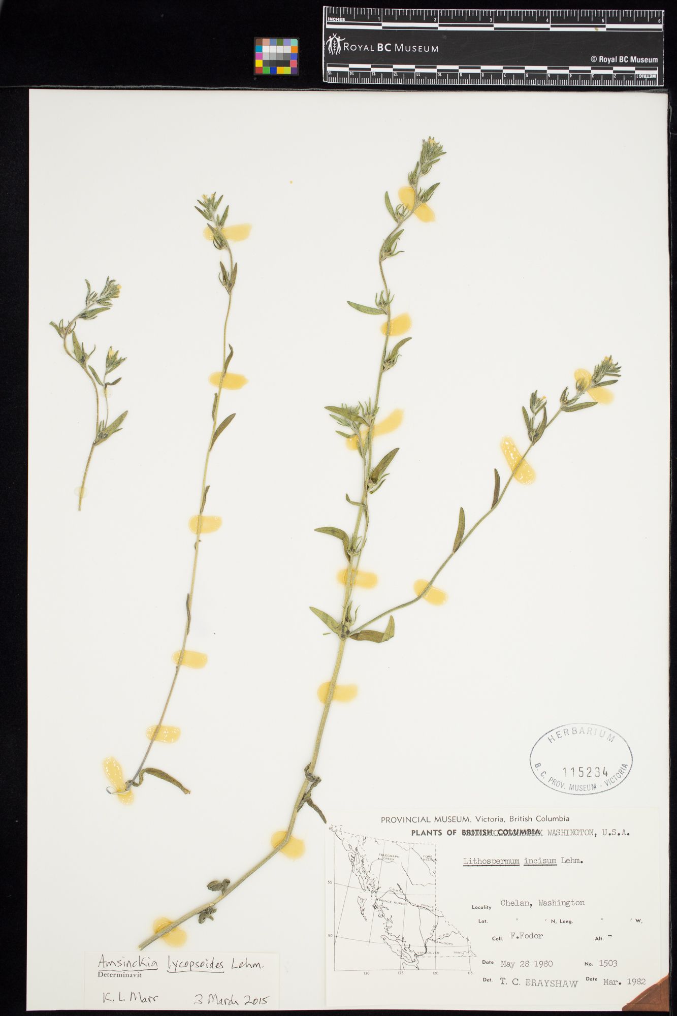 Image representing Amsinckia lycopsoides.