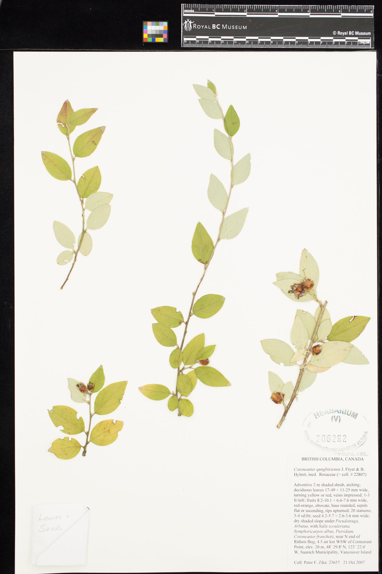 Image representing Cotoneaster qungbixiensis.