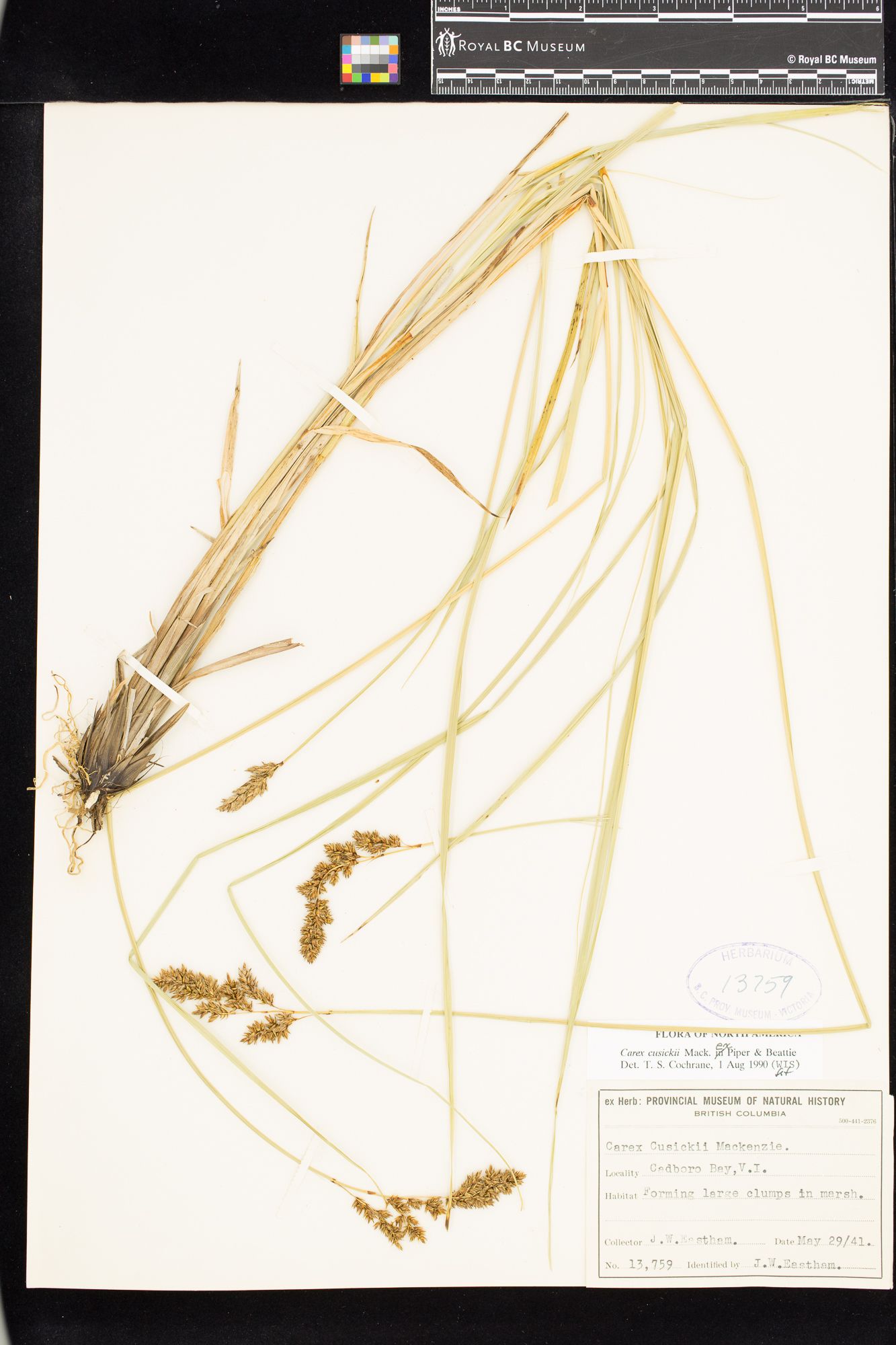 Image representing Carex cusickii.