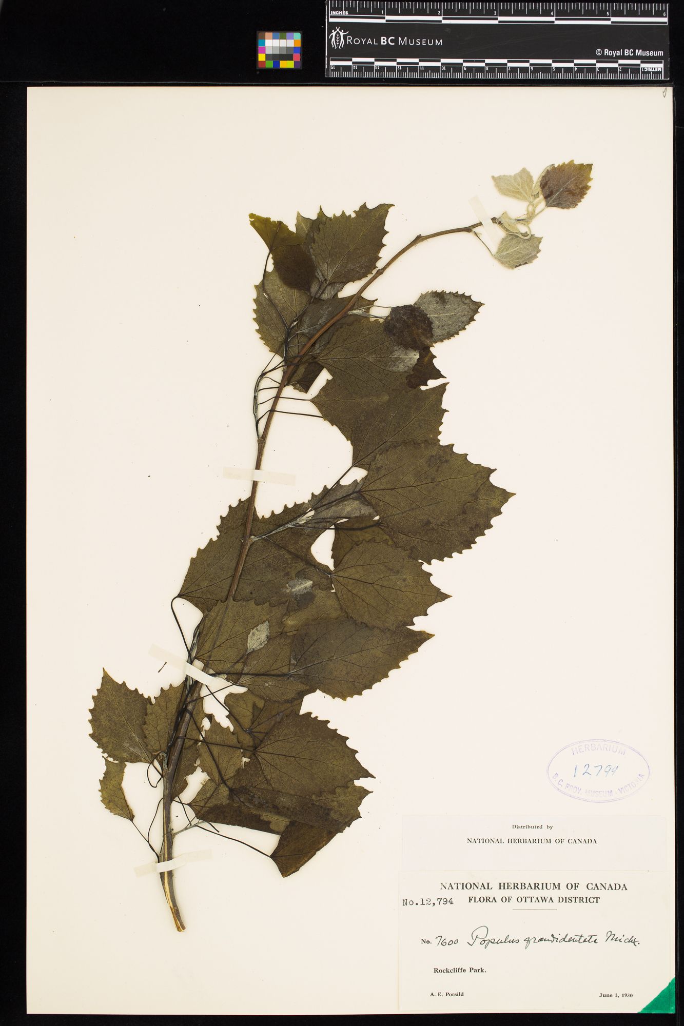 Image representing Populus grandidentata.