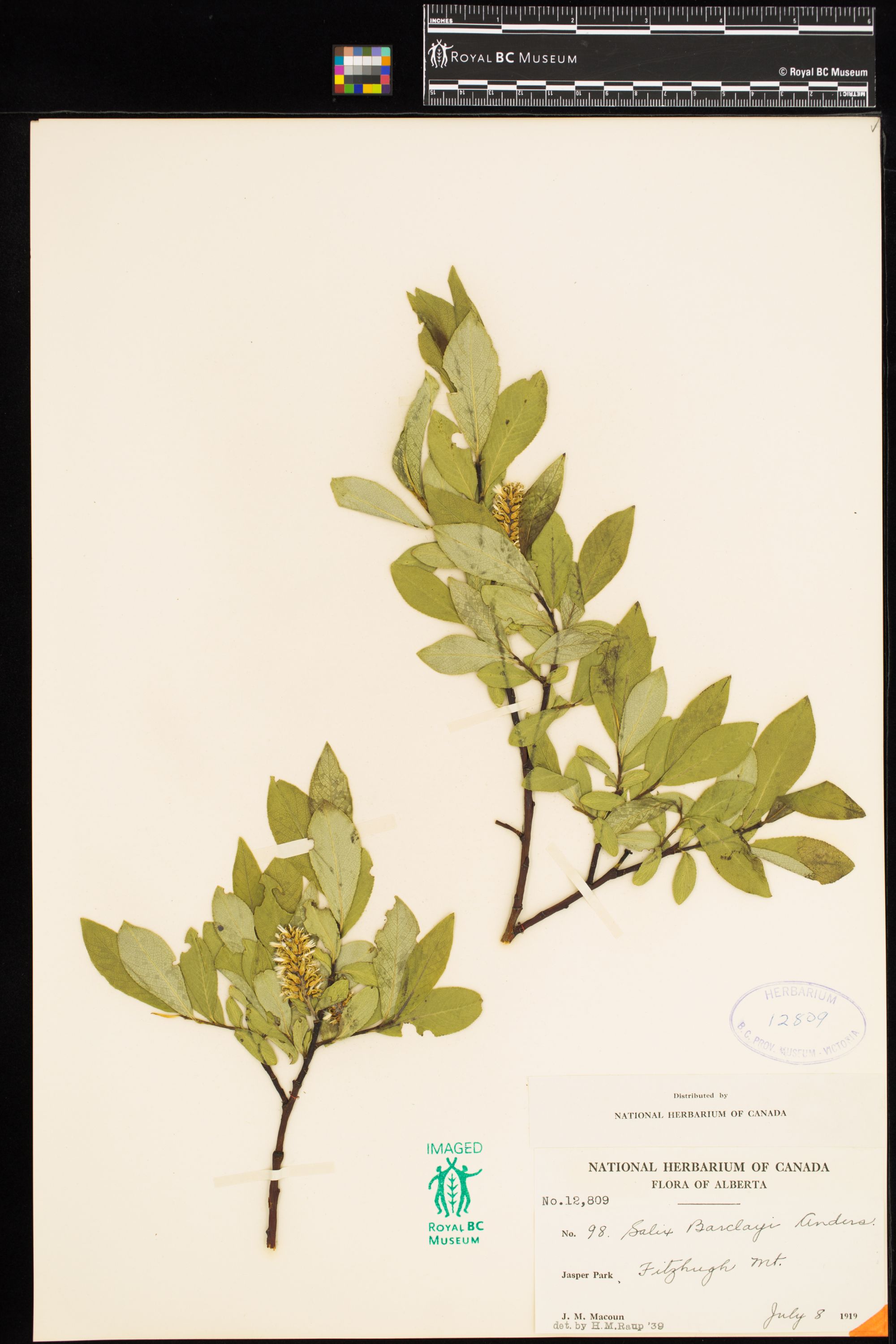 Image representing Salix barclayi.