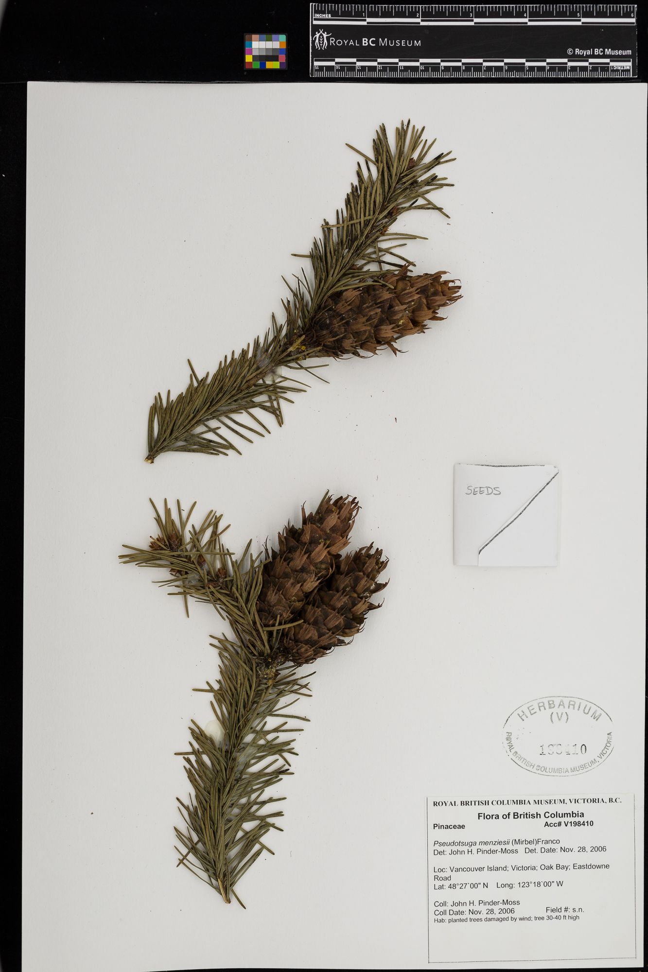 Image representing Pseudotsuga menziesii.