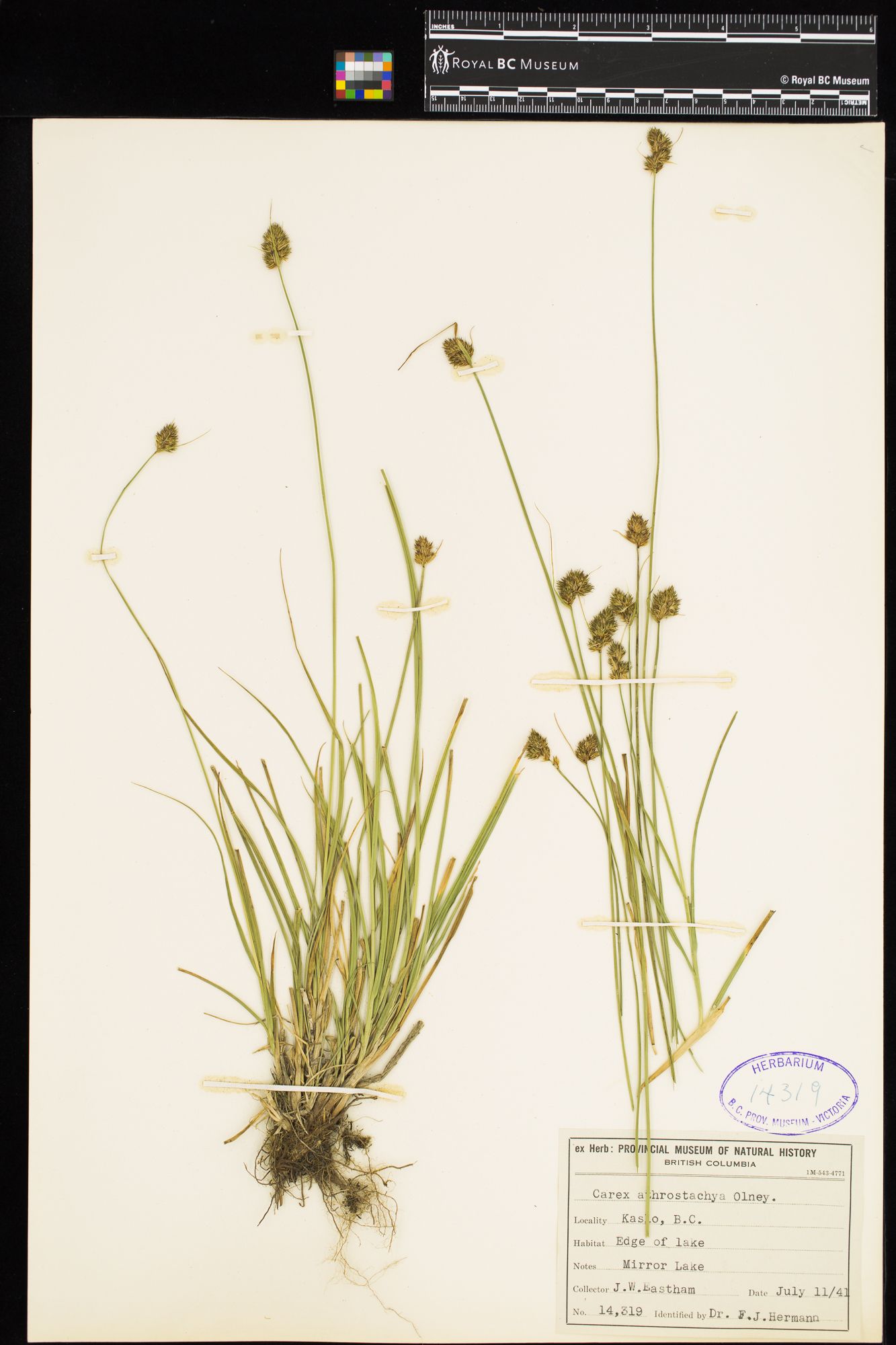 Image representing Carex athrostachya.