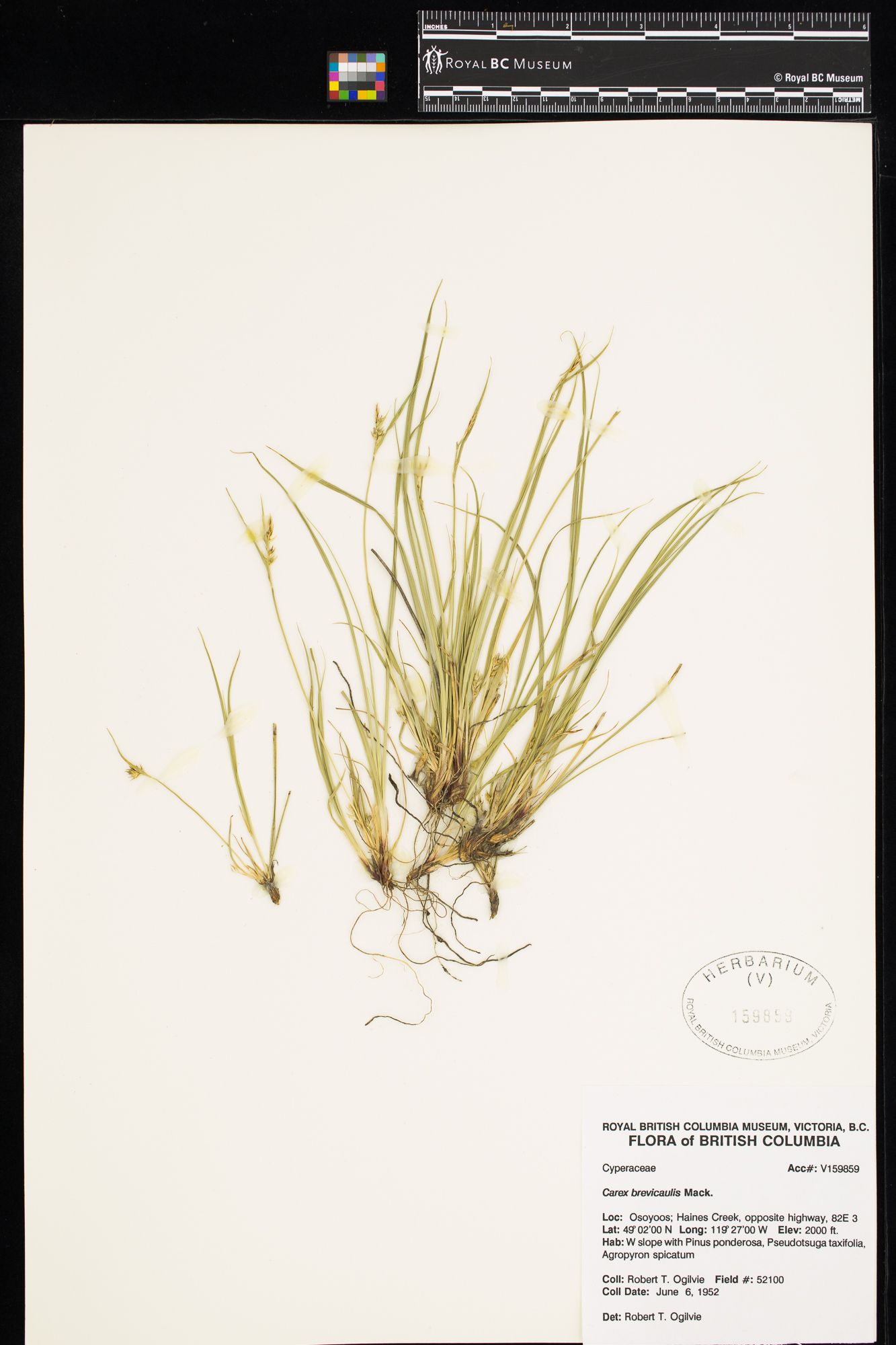 Image representing Carex brevicaulis.