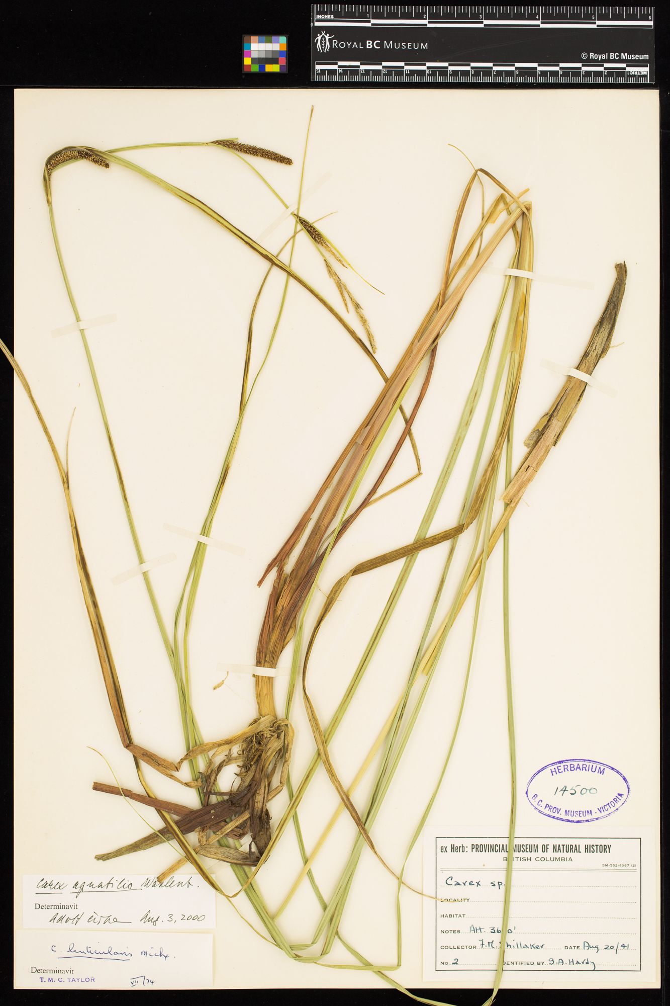 Image representing Carex aquatilis.