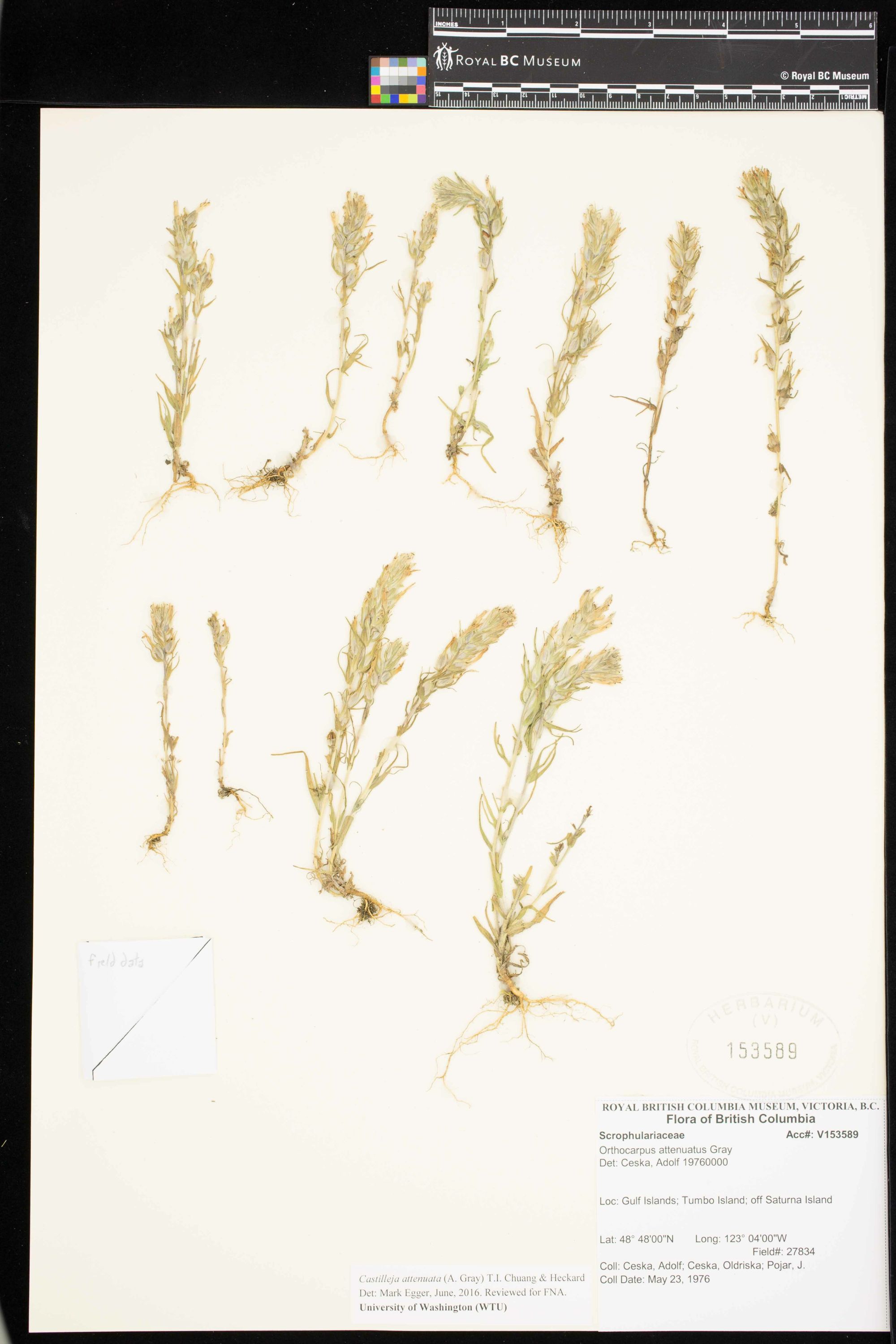 Image representing Castilleja attenuata.