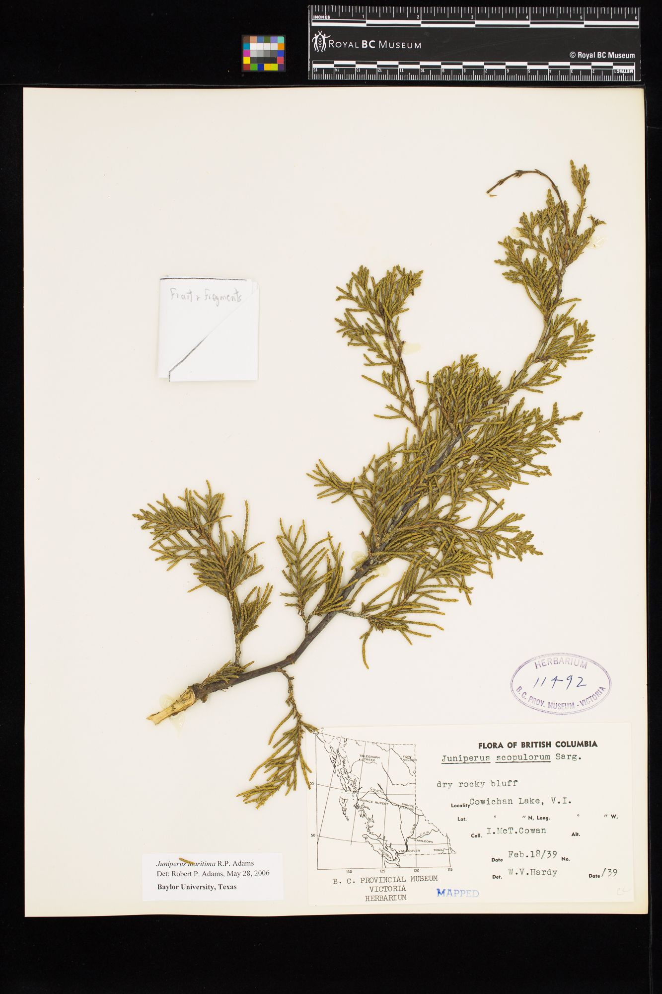 Image representing Juniperus scopulorum.