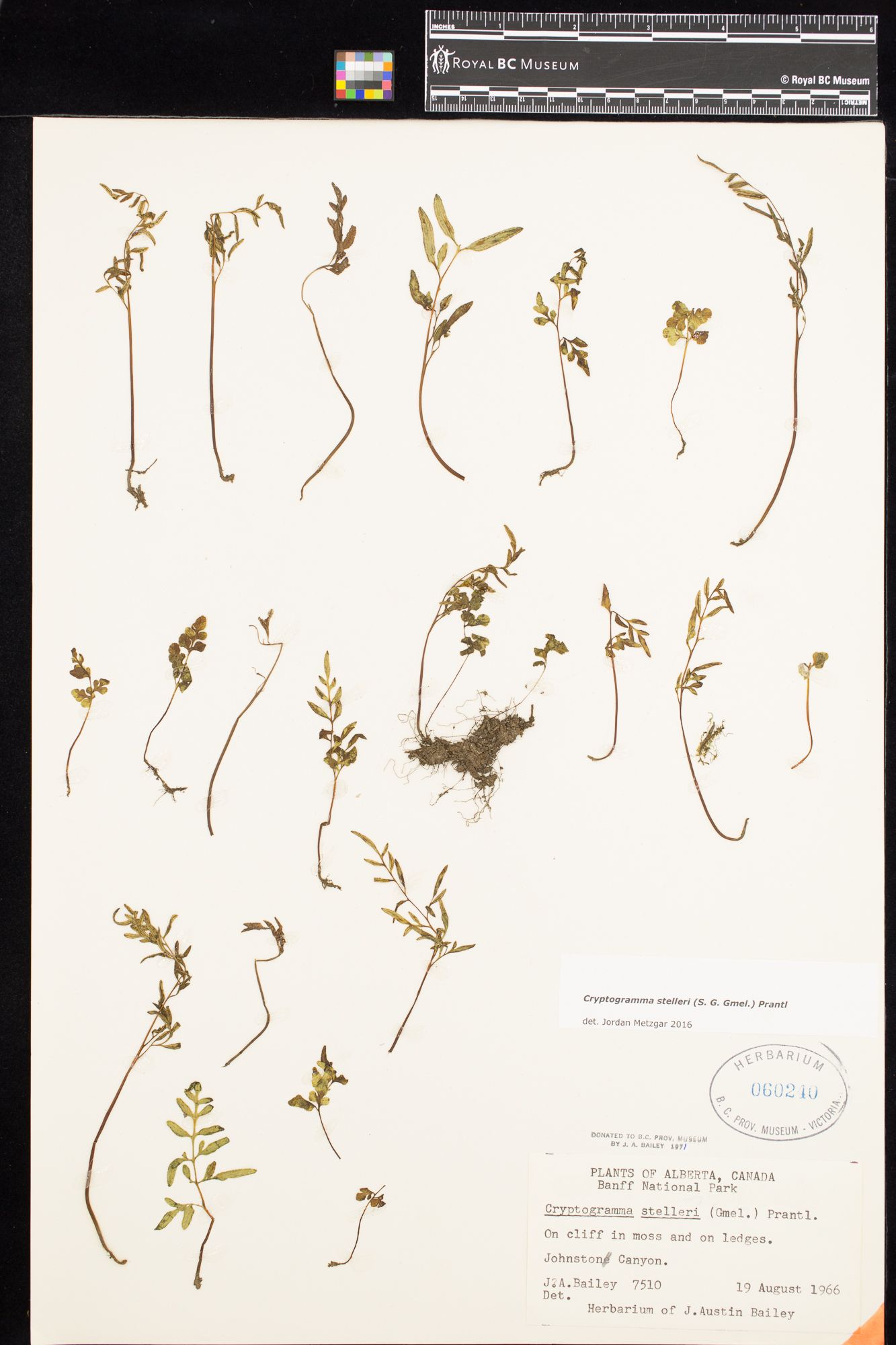 Image representing Cryptogramma stelleri.