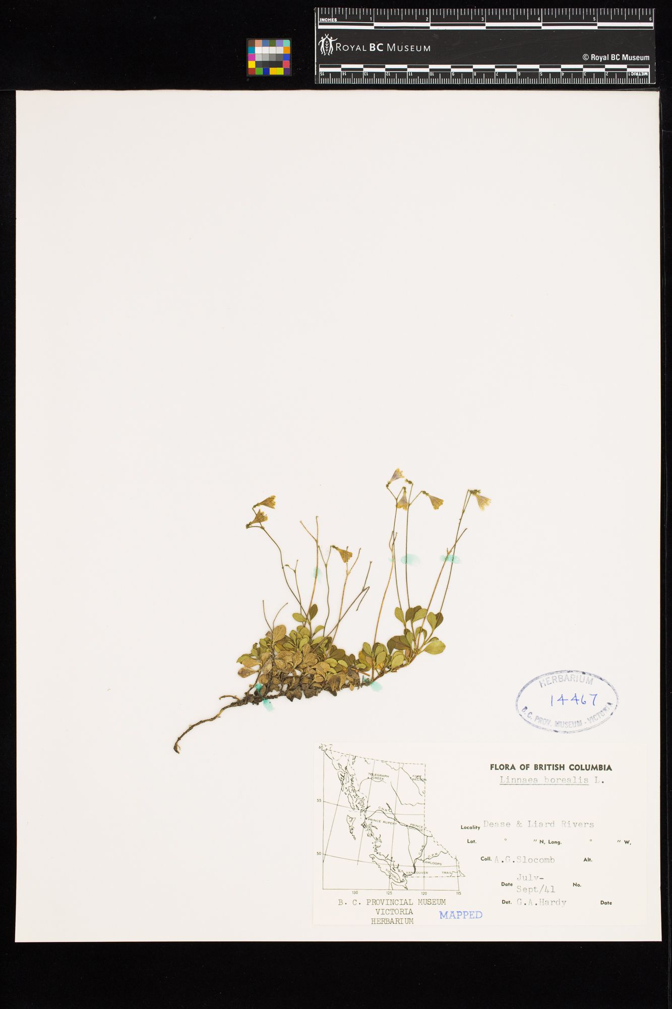 Image representing Linnaea borealis ssp. longiflora.