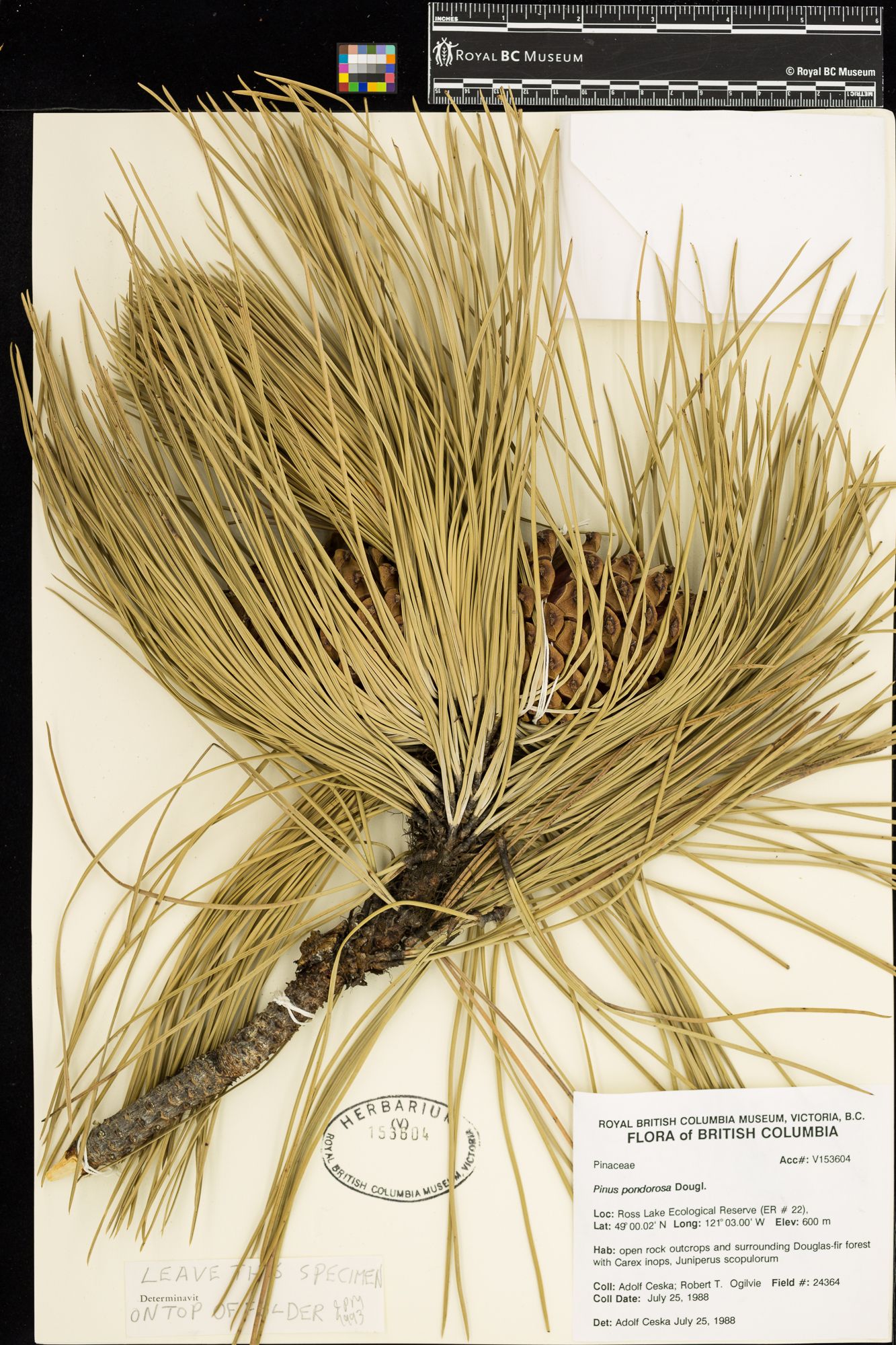 Image representing Pinus ponderosa.