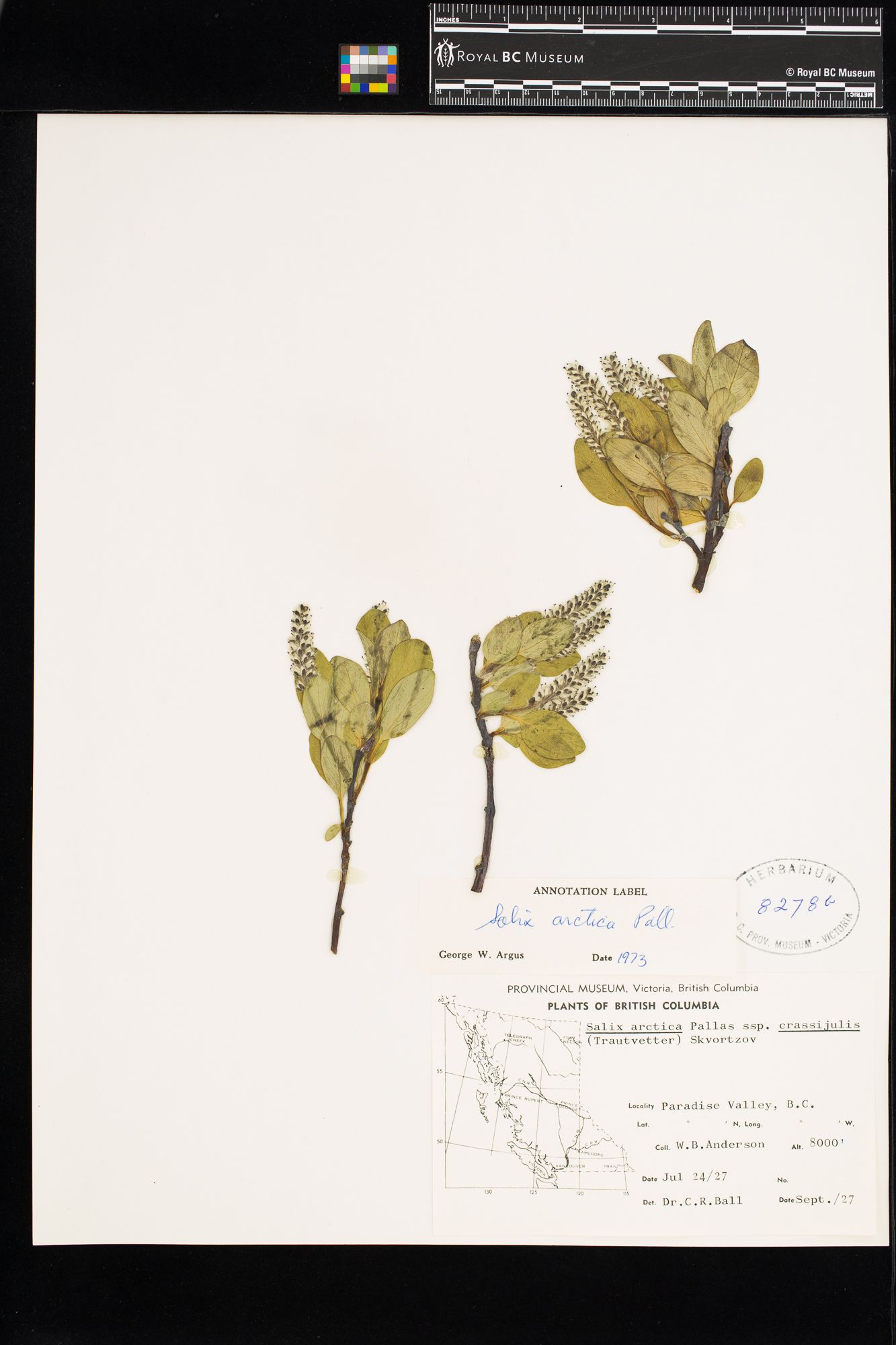 Image representing Salix arctica.