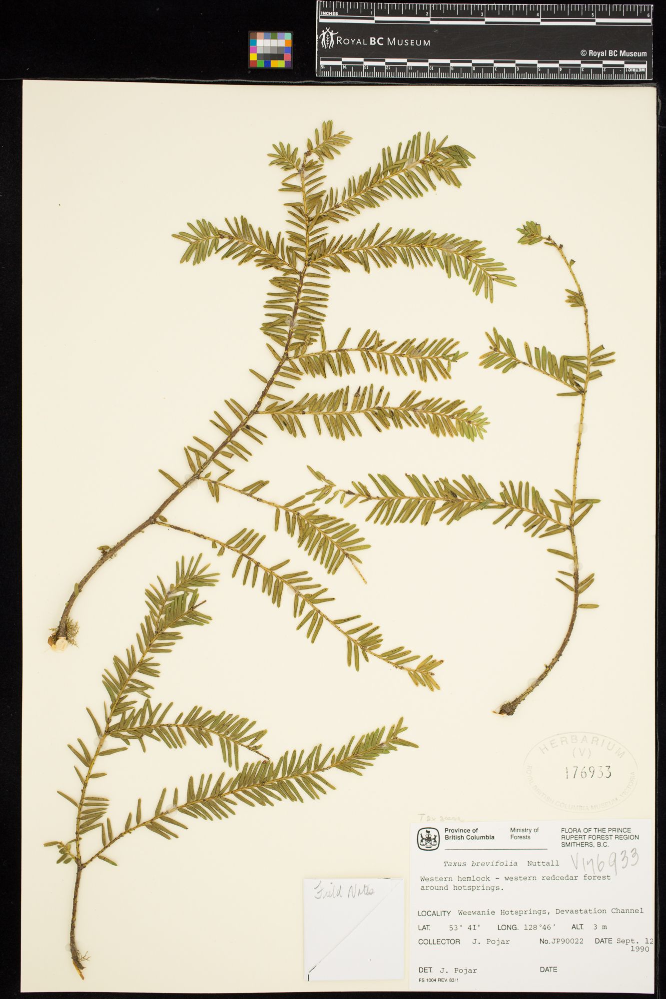 Image representing Taxus brevifolia.