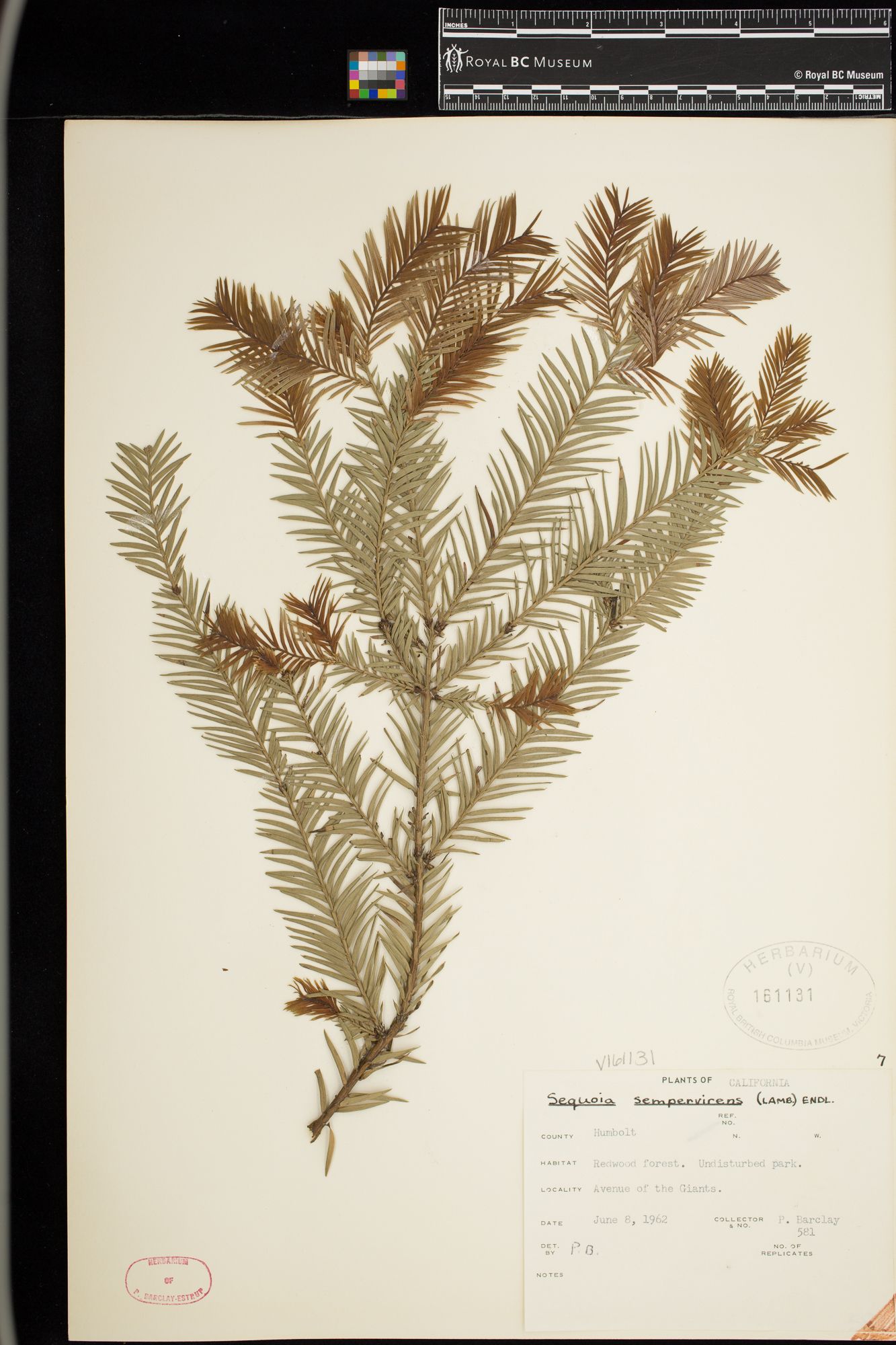 Image representing Sequoia sempervirens.