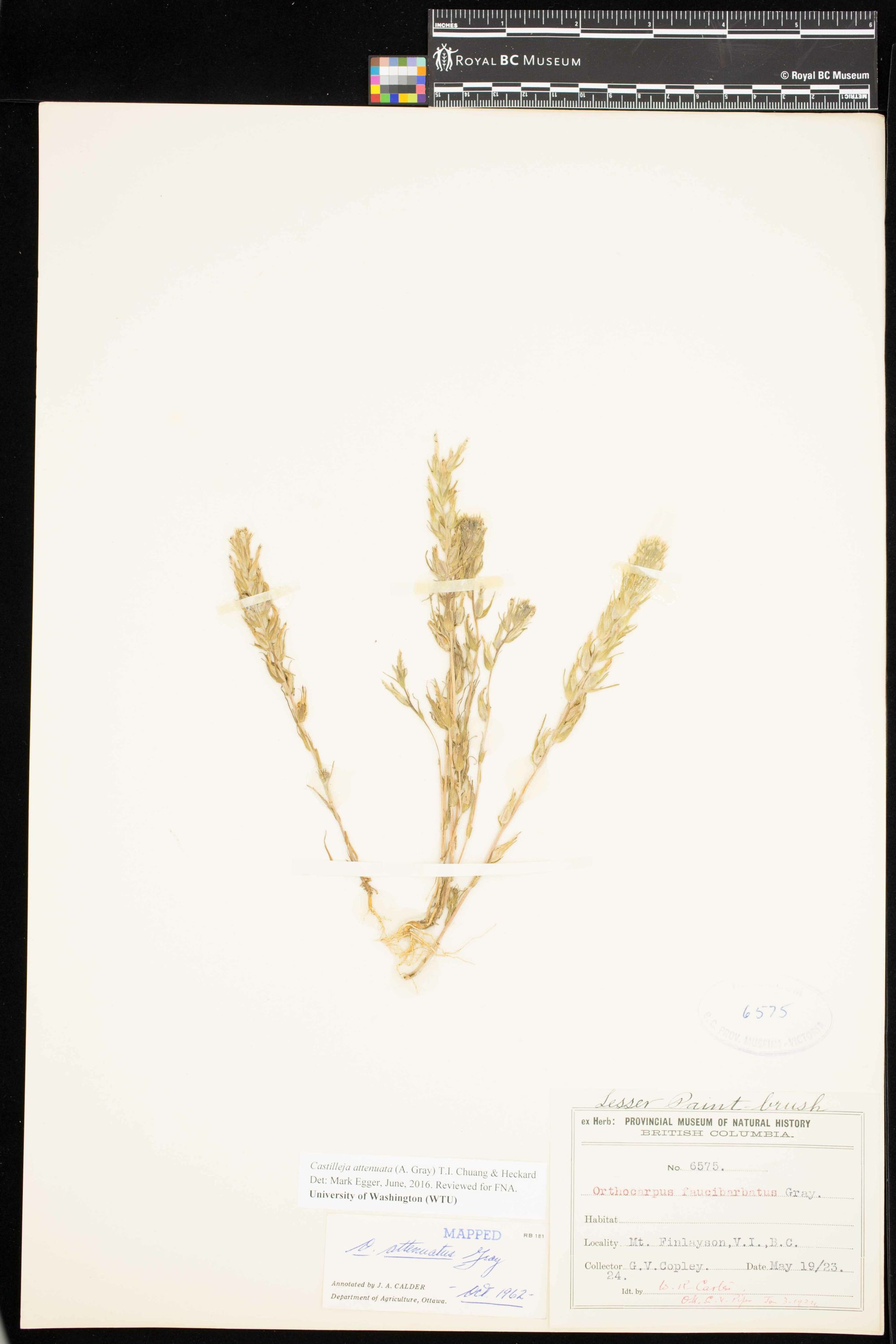 Image representing Castilleja attenuata.