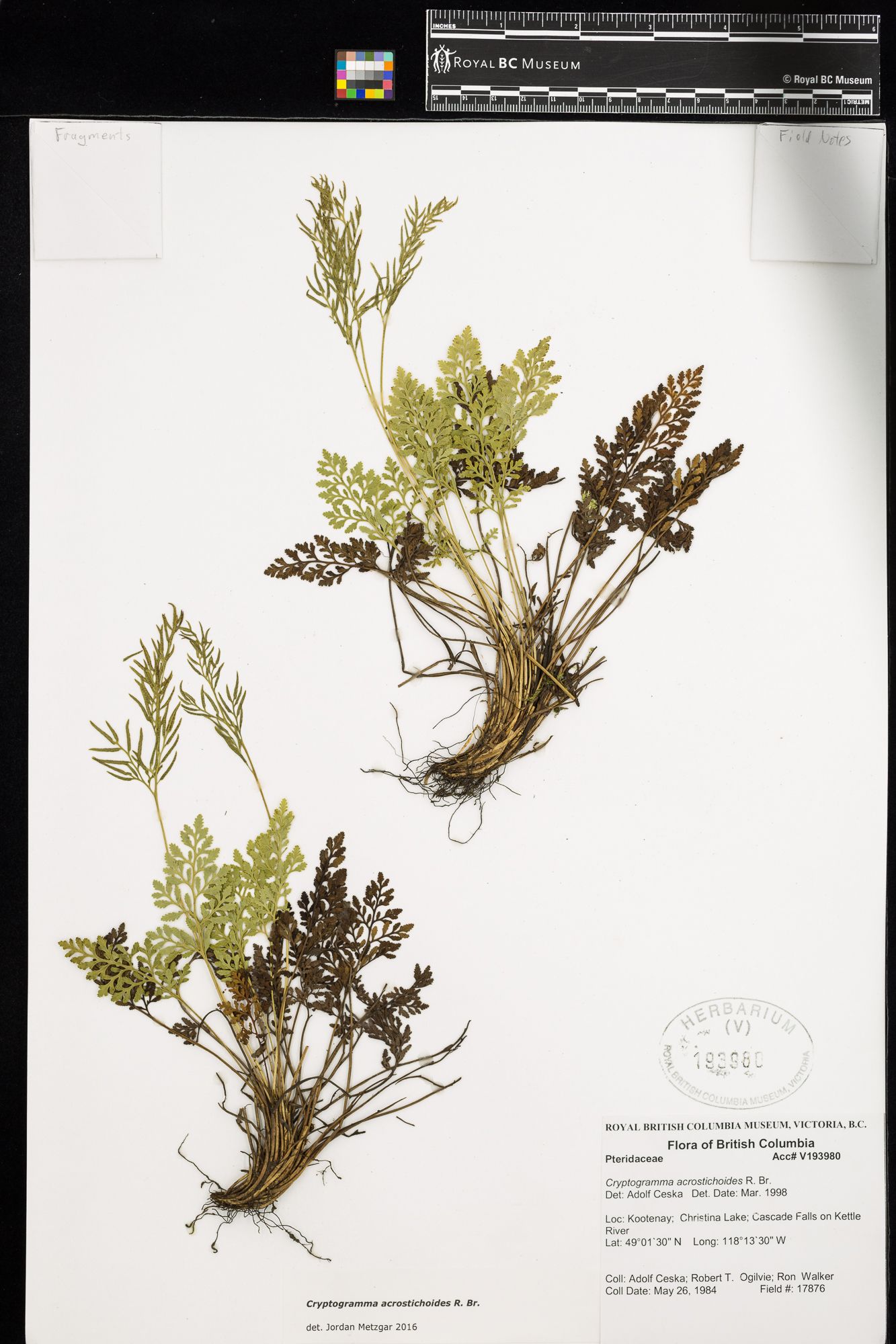 Image representing Cryptogramma acrostichoides.