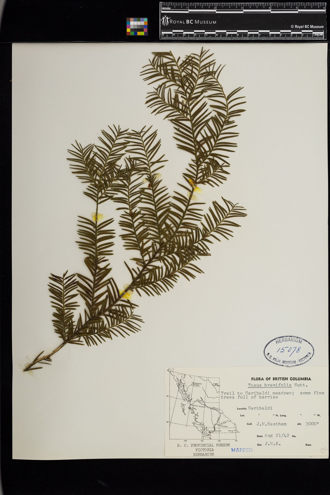 Image representing Taxus brevifolia.