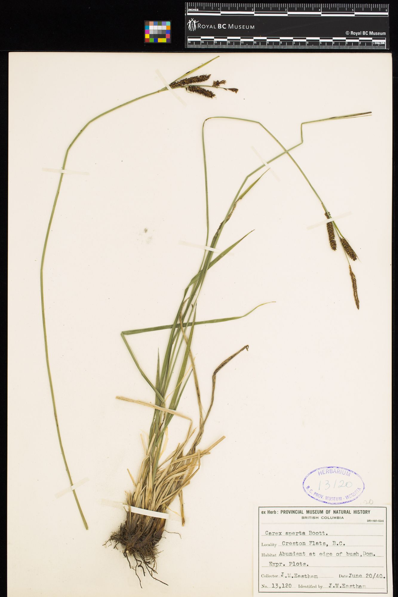 Image representing Carex aperta.