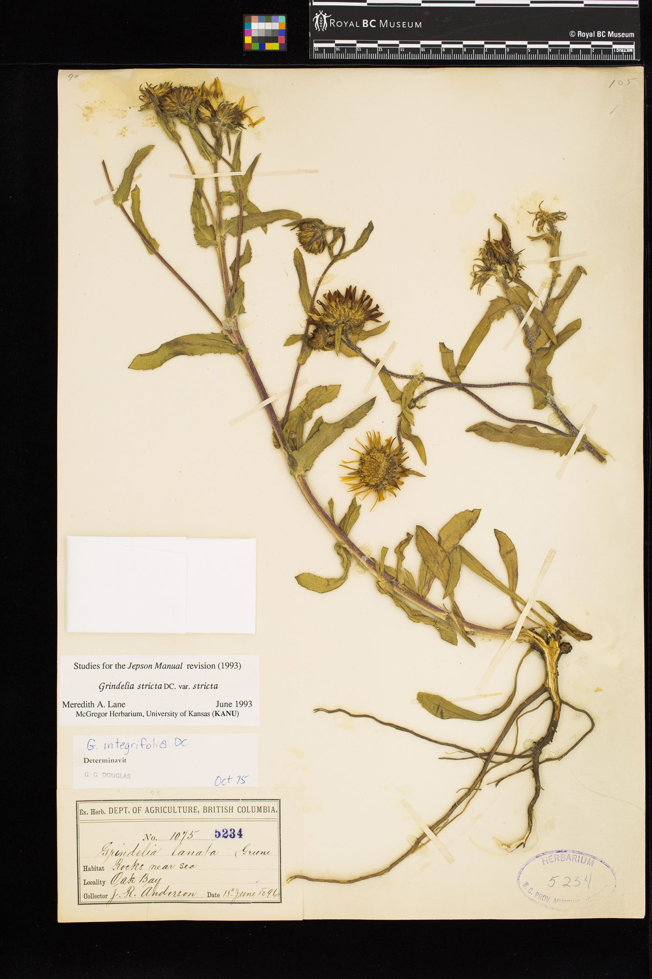 Image representing Grindelia stricta var. stricta.