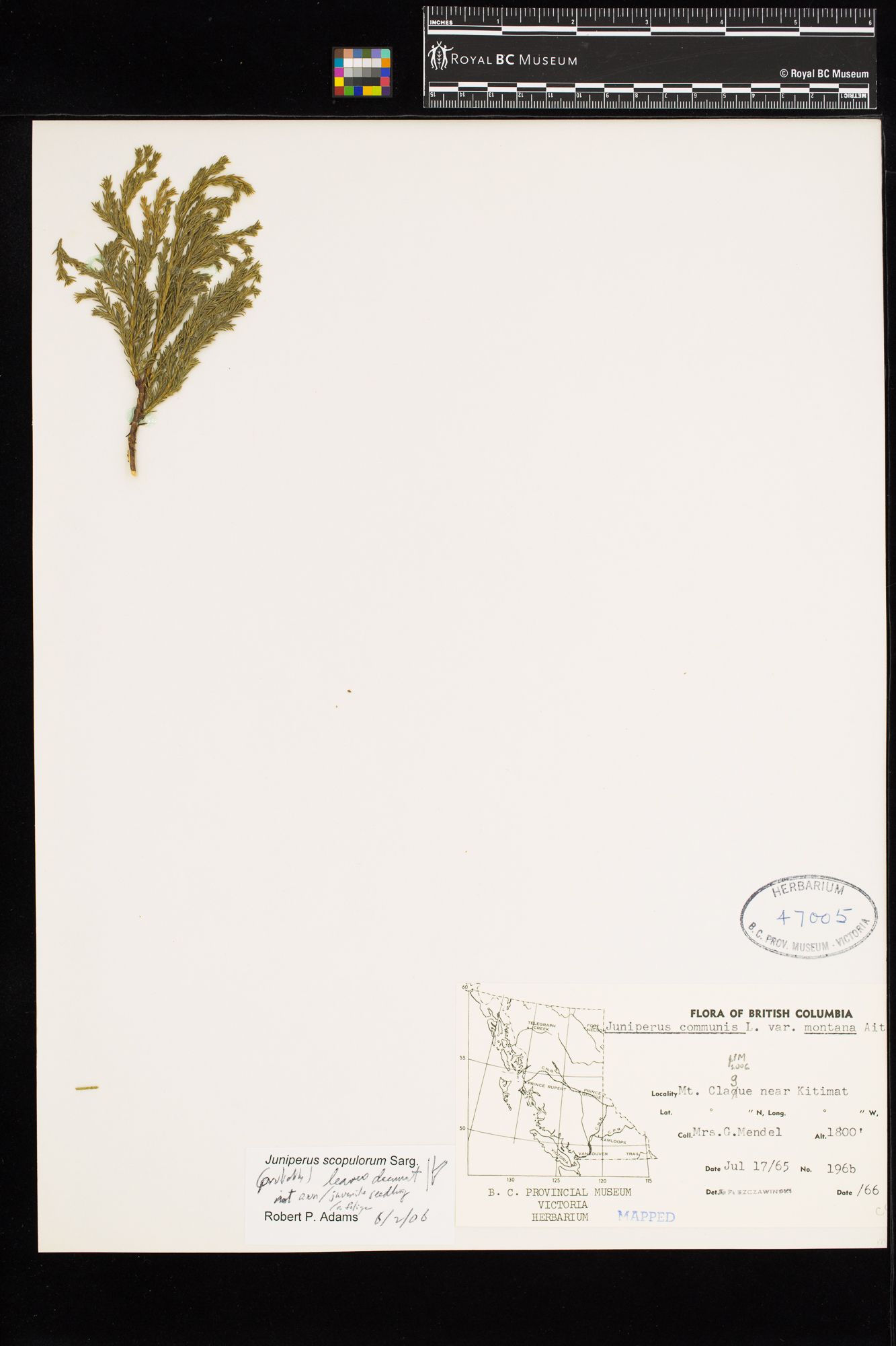 Image representing Juniperus scopulorum.