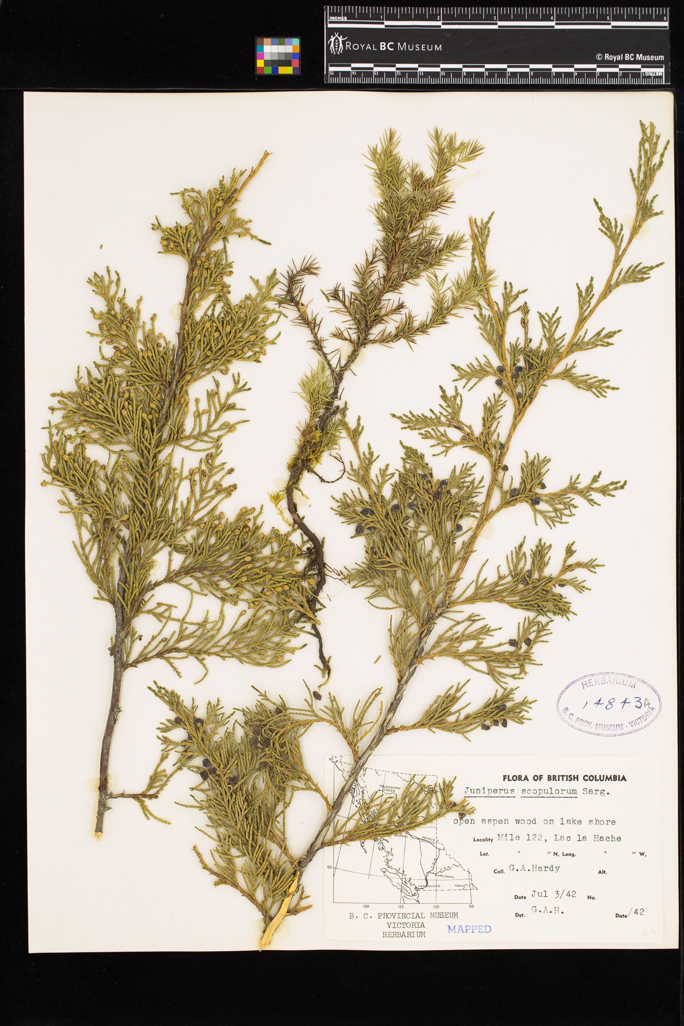 Image representing Juniperus scopulorum.