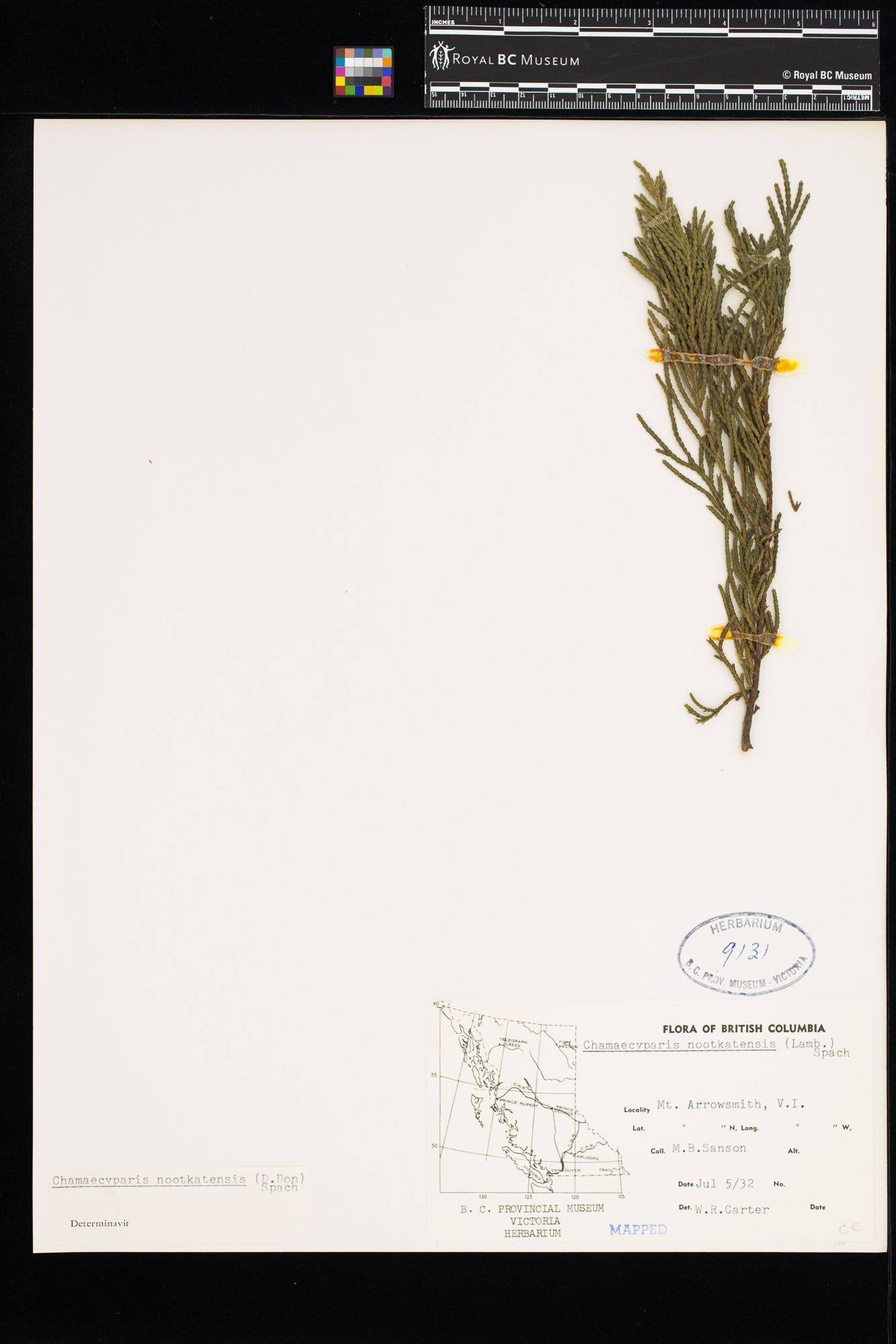 Image representing Chamaecyparis nootkatensis.