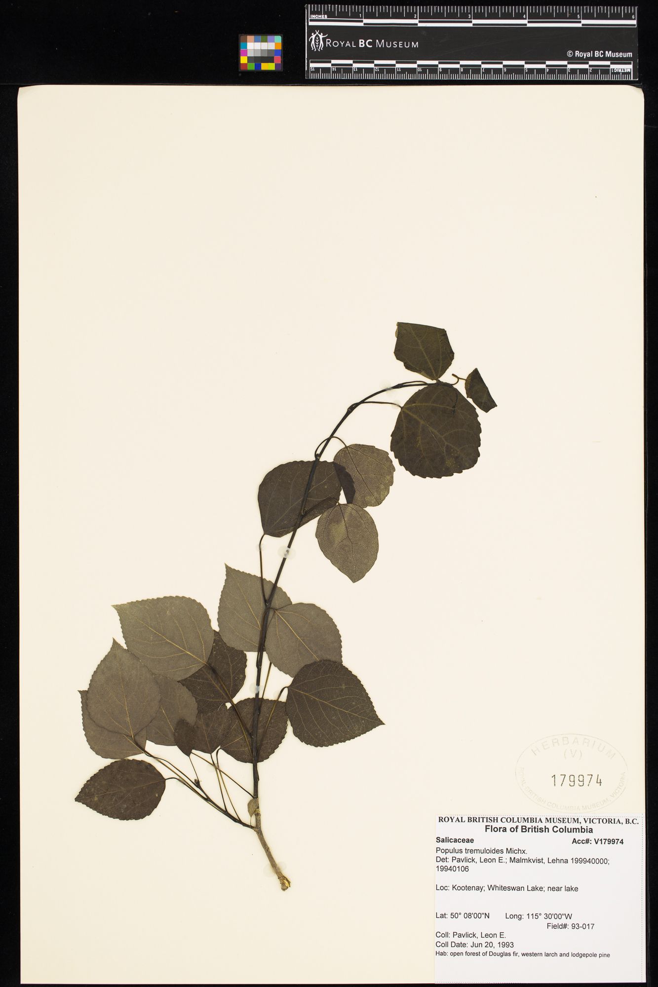 Image representing Populus tremuloides.