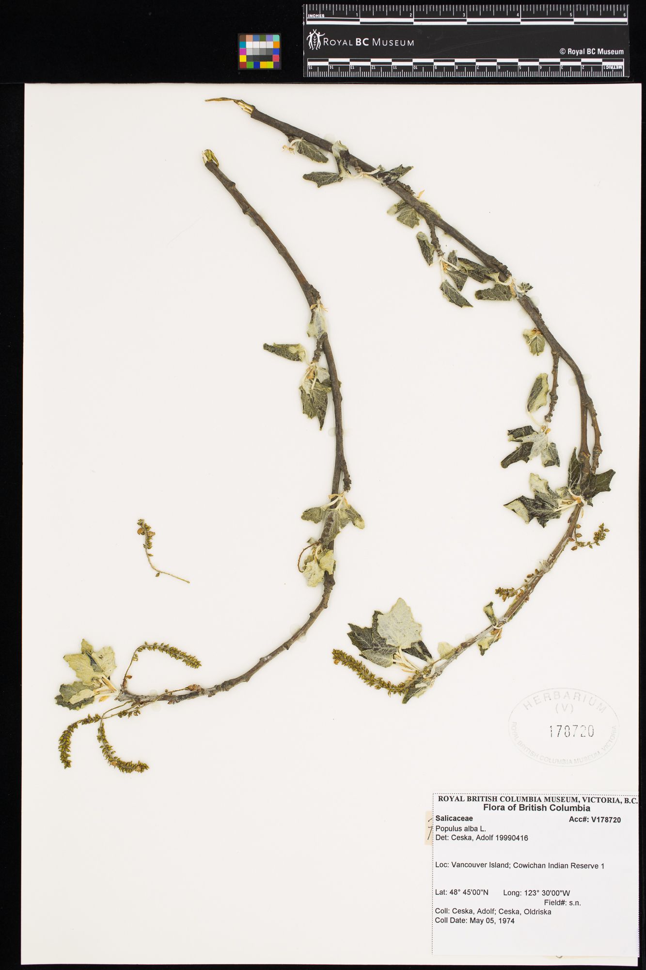 Image representing Populus alba.