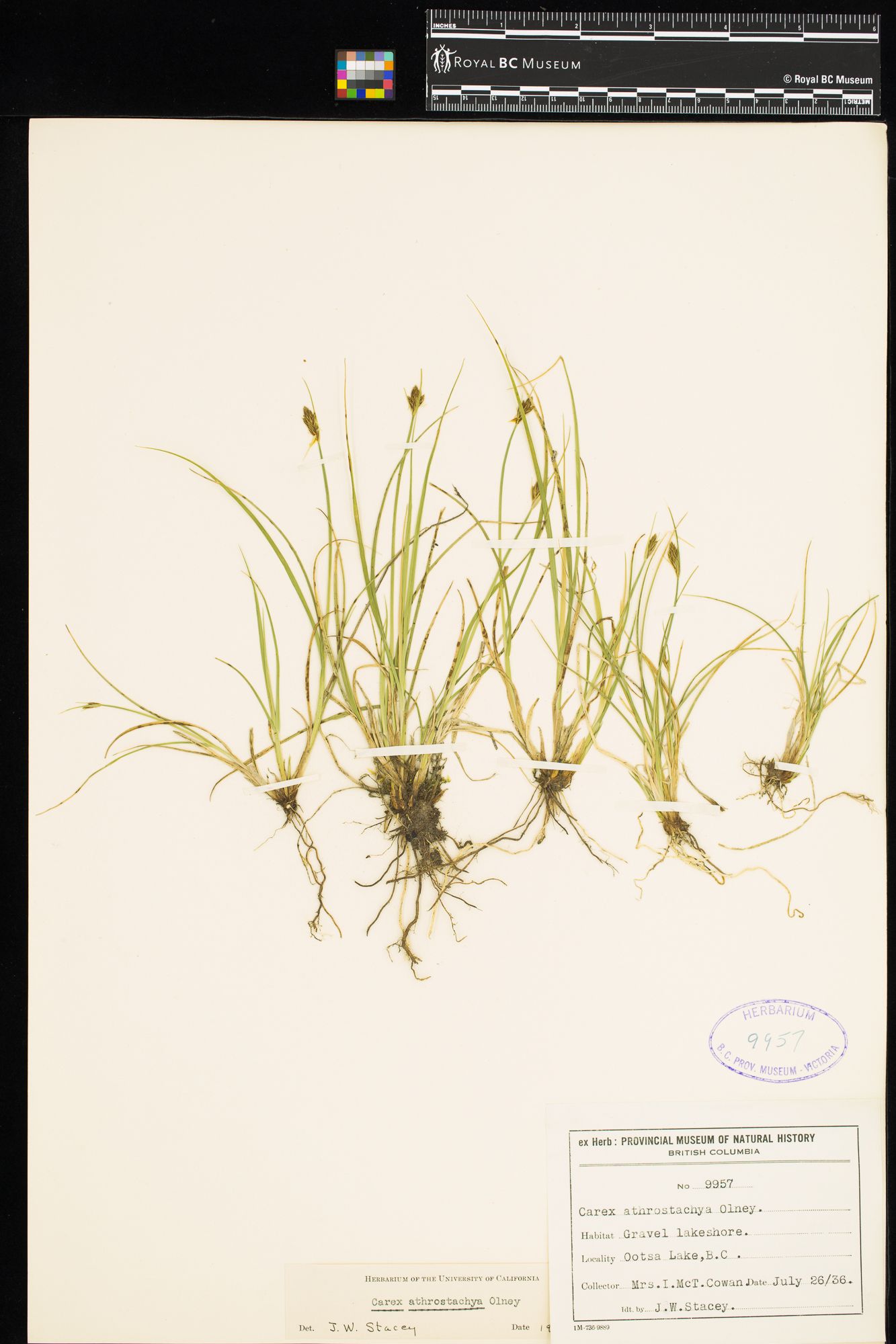 Image representing Carex athrostachya.