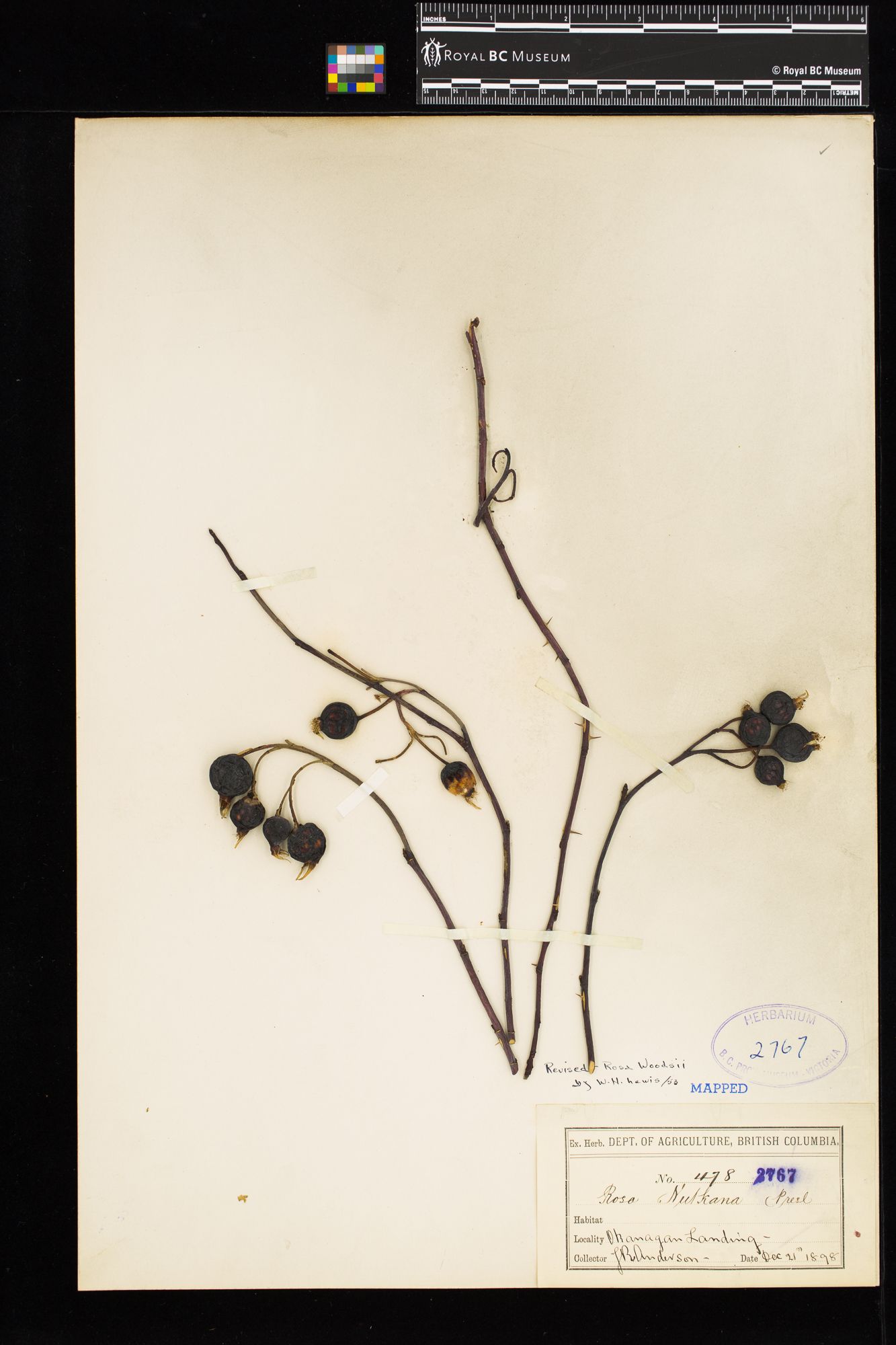 Image representing Rosa woodsii.