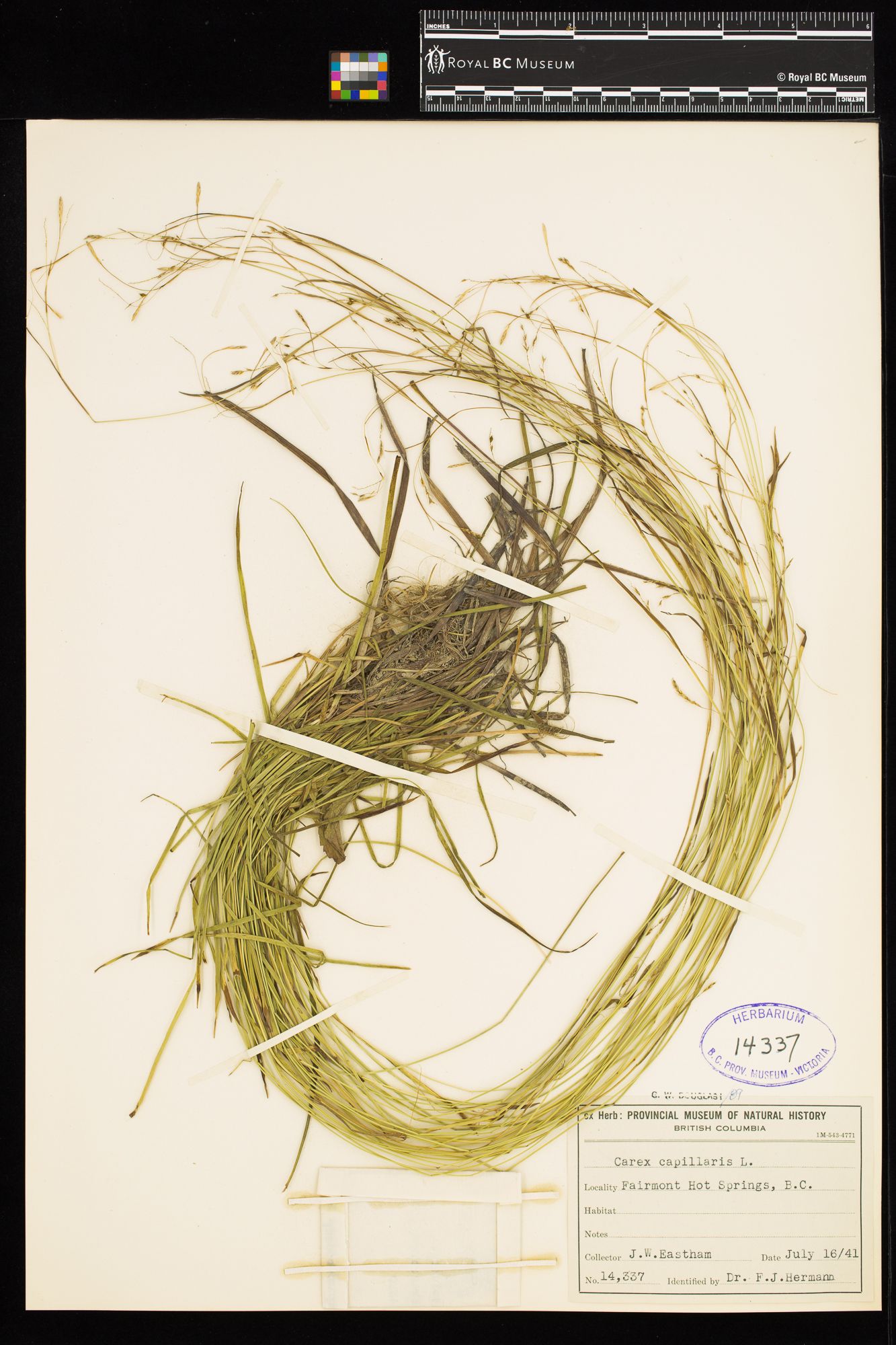 Image representing Carex capillaris.