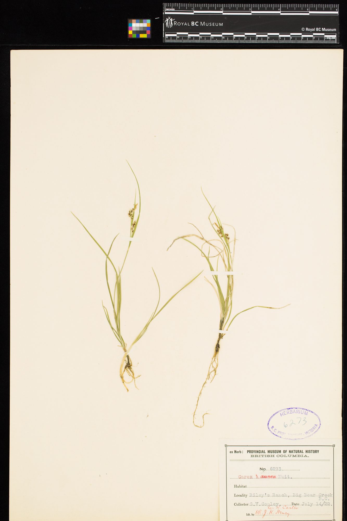 Image representing Carex aurea.