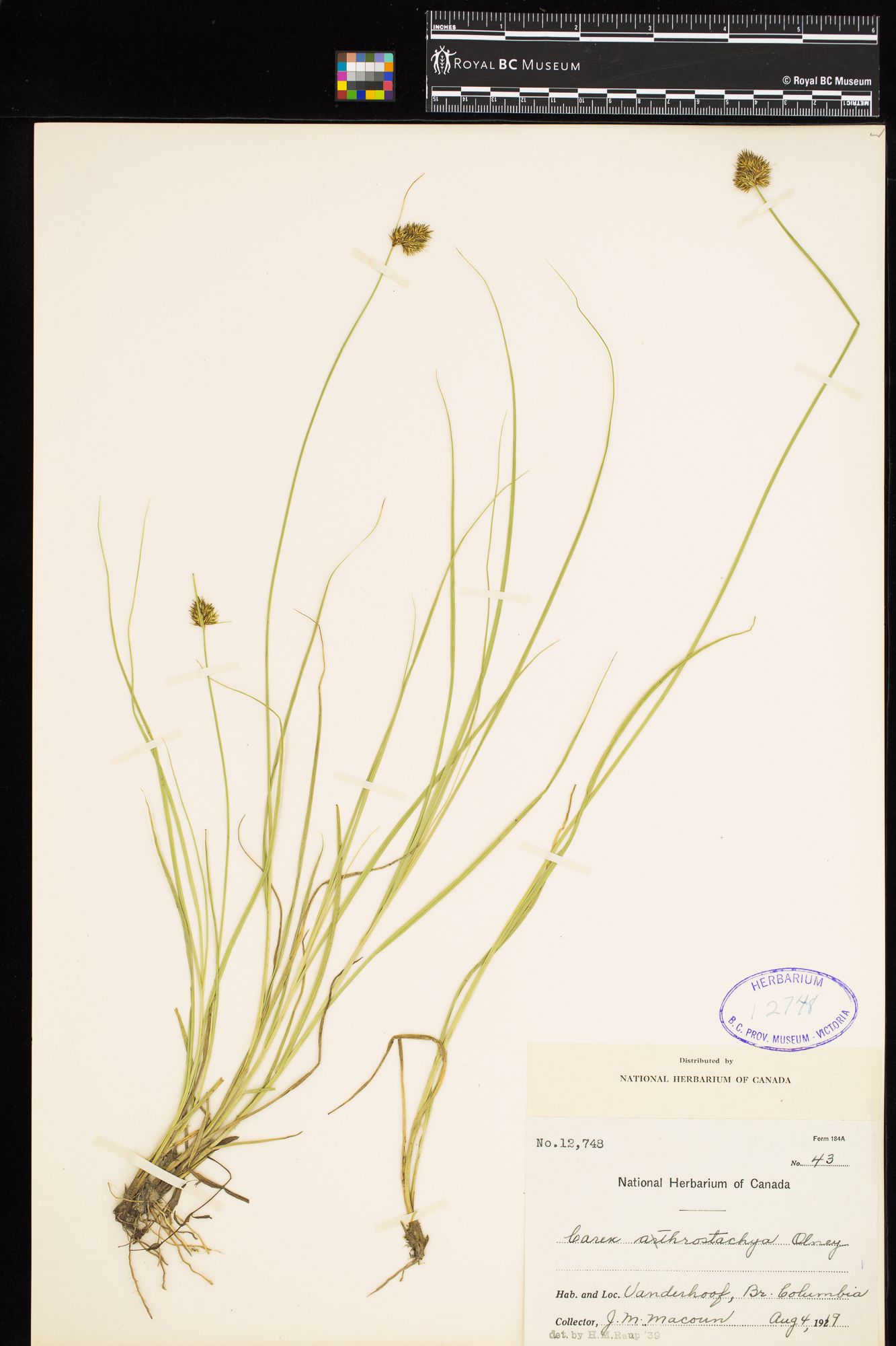 Image representing Carex athrostachya.